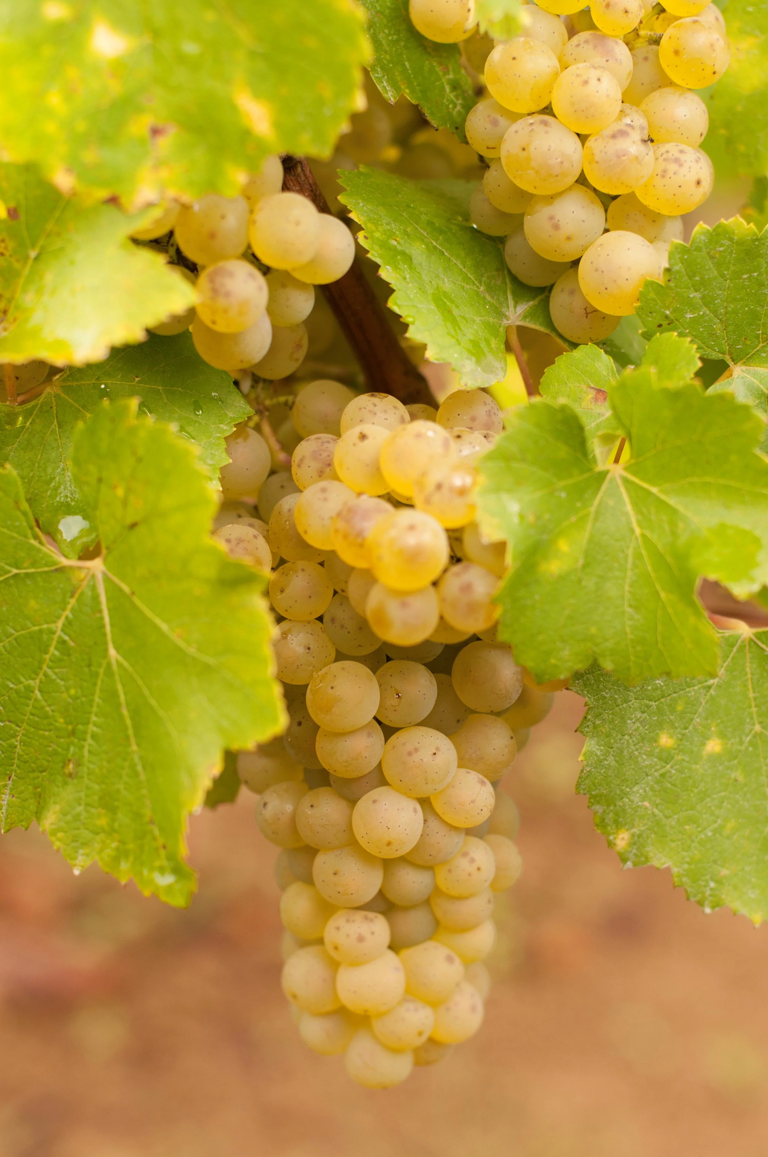 Maison Roche de Bellene.jpg