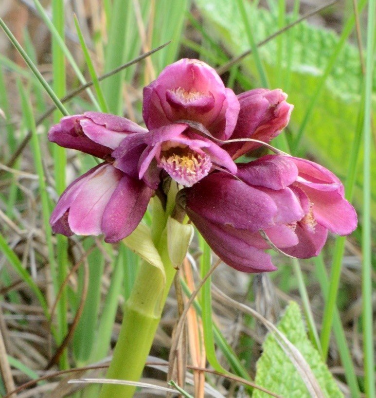 Orthochilus-vinosus-a-pre-rainfall-flowering-orchid-Photograph-by-Gerrit-van-Ede.jpg