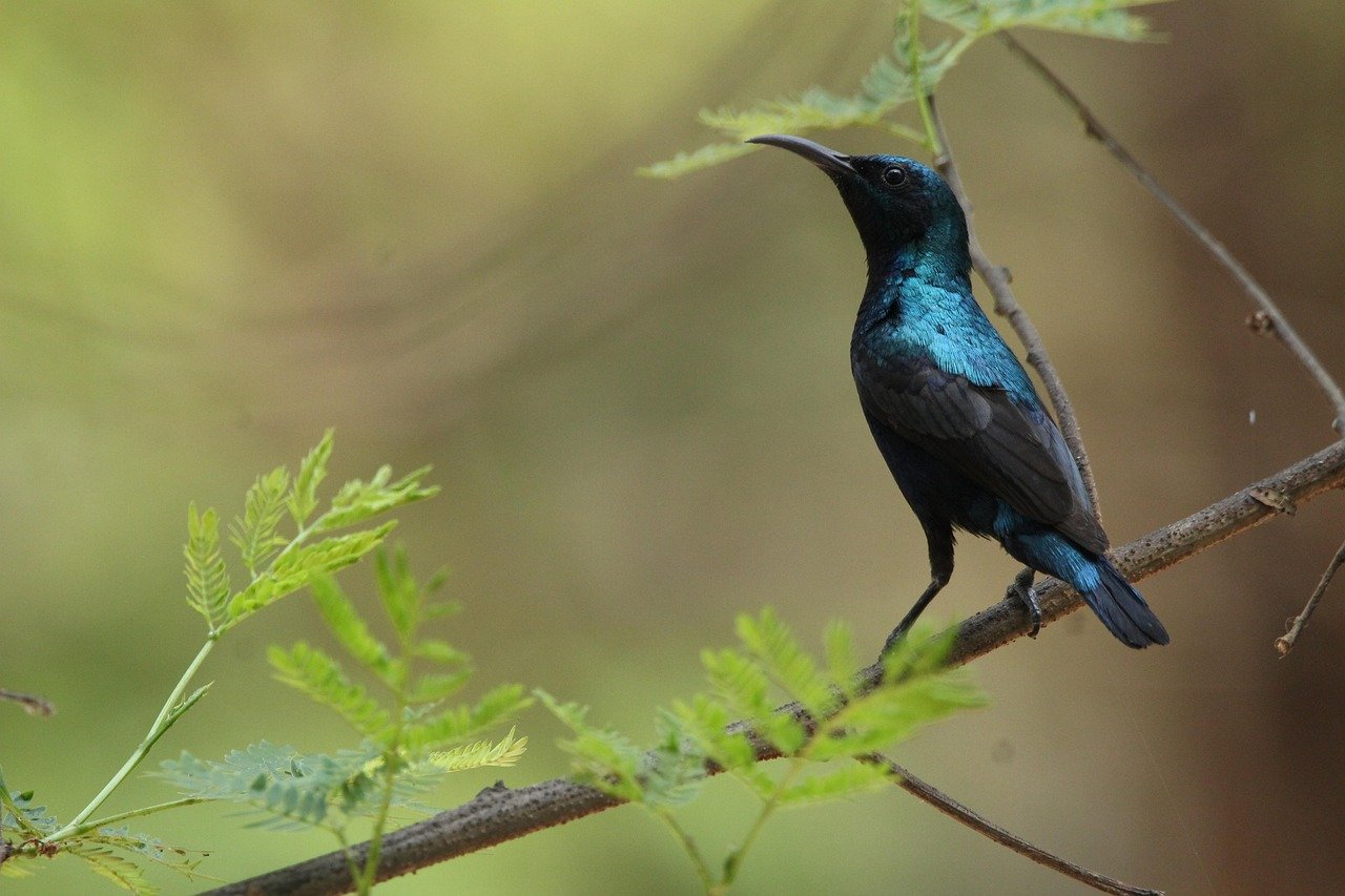 purple-sunbird-7241731_1280.jpg