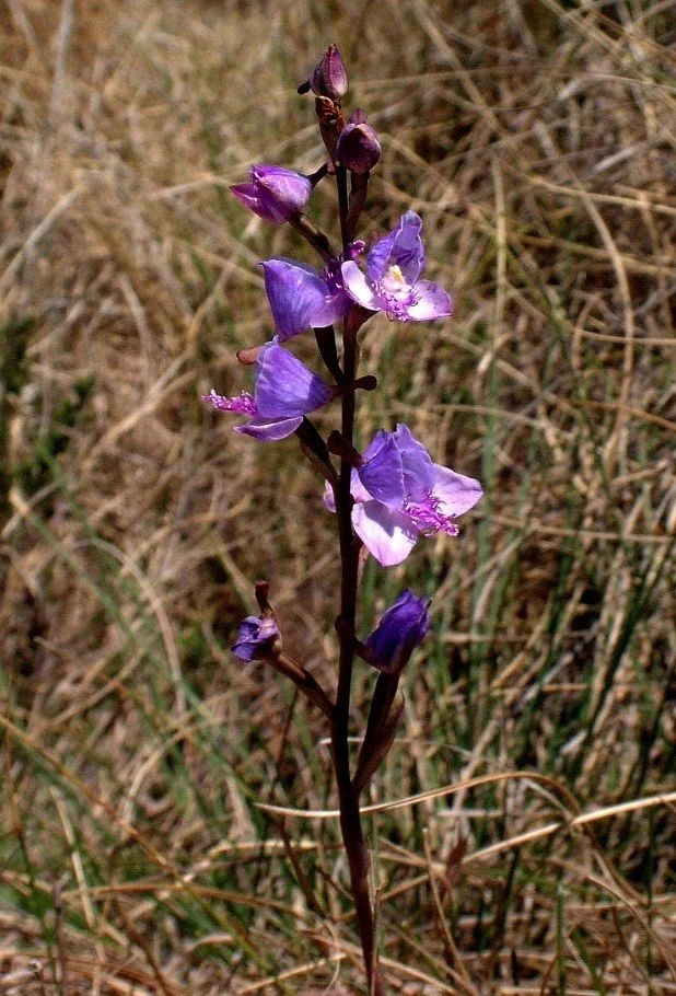 Disa-baurii-which-grows-in-the-dry-grasslands-of-a-remote-corner-of-Verloren-Valei-during-the-region’s-dry-spring-Photograph-by-Gerrit-van-Ede.jpg