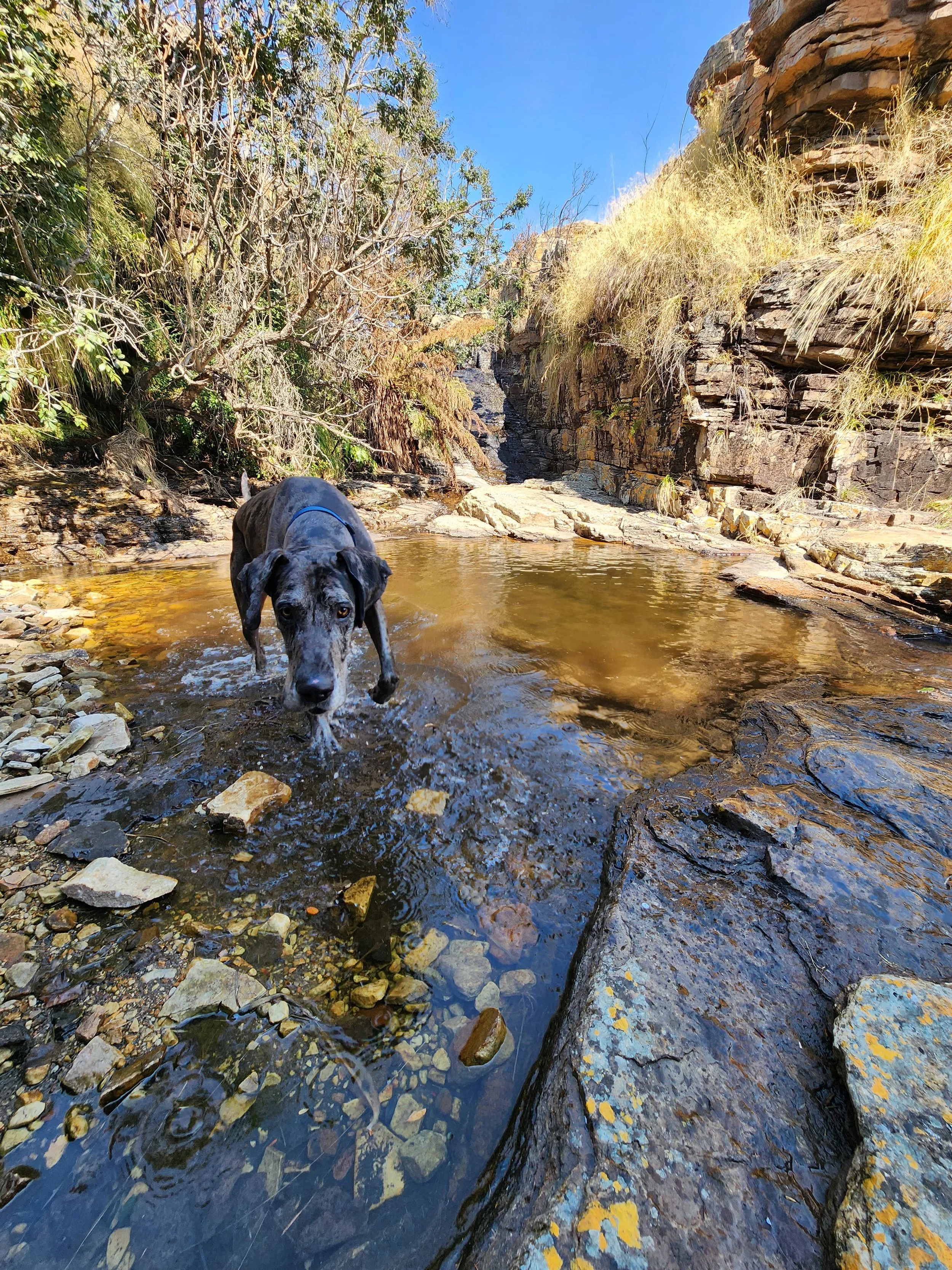 Pets enjoying the waterhole.jpg