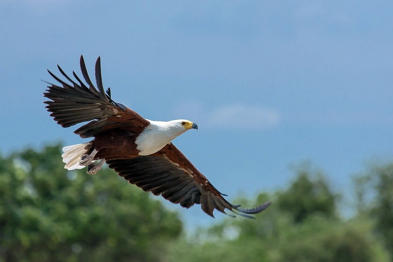 haliaeetus-vocifer-1086903_1280.jpg