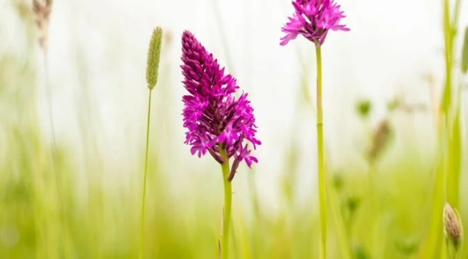 June-Pyramidal-orchid-Swaddy-Sarah-L-672x372.jpeg