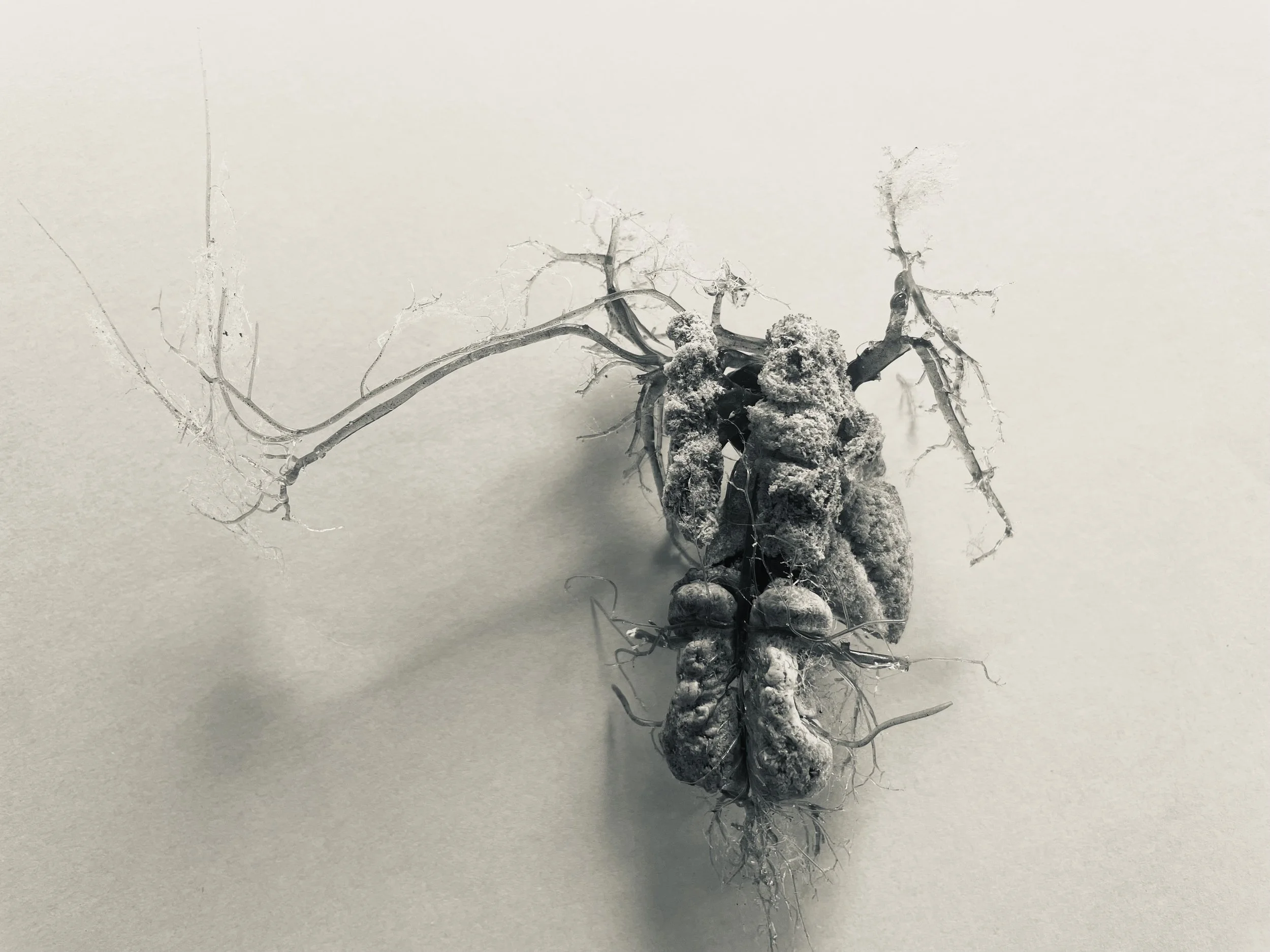 Black and white image of blood vessel sculpture of Red-tail cockatoo