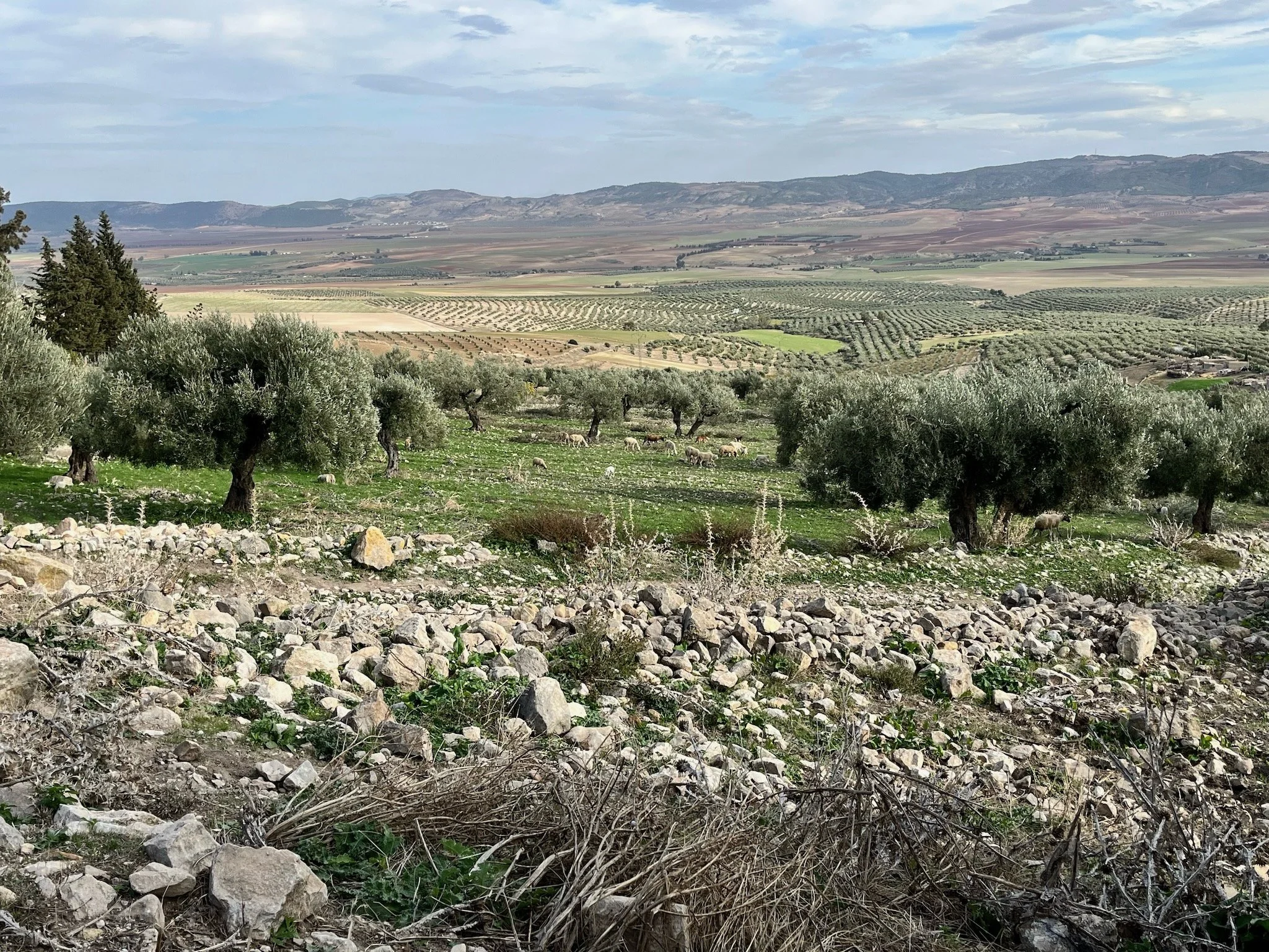 A landscape with olive trees, grazing sheep, and rocky terrain in the foreground, with rolling hills, cultivated fields near the Roman archeological site of Dougga, Tunisia, and mountains in the background under a partly cloudy sky.