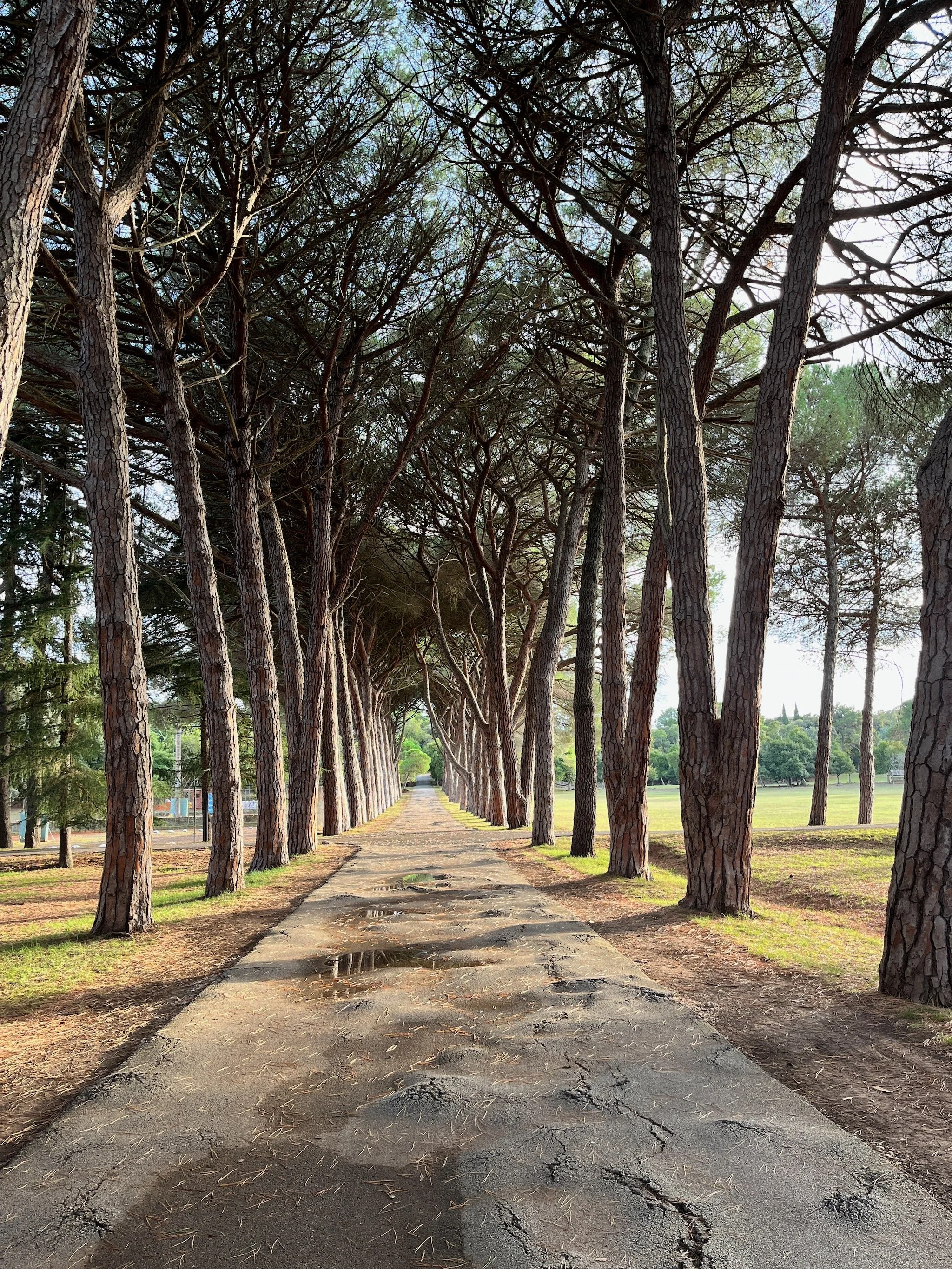 A pathway lined with tall, evenly spaced pine trees on either side, with some puddles on the cracked concrete path and a grassy field in the background in the Brijuni islands national park, Istria, Croatia.