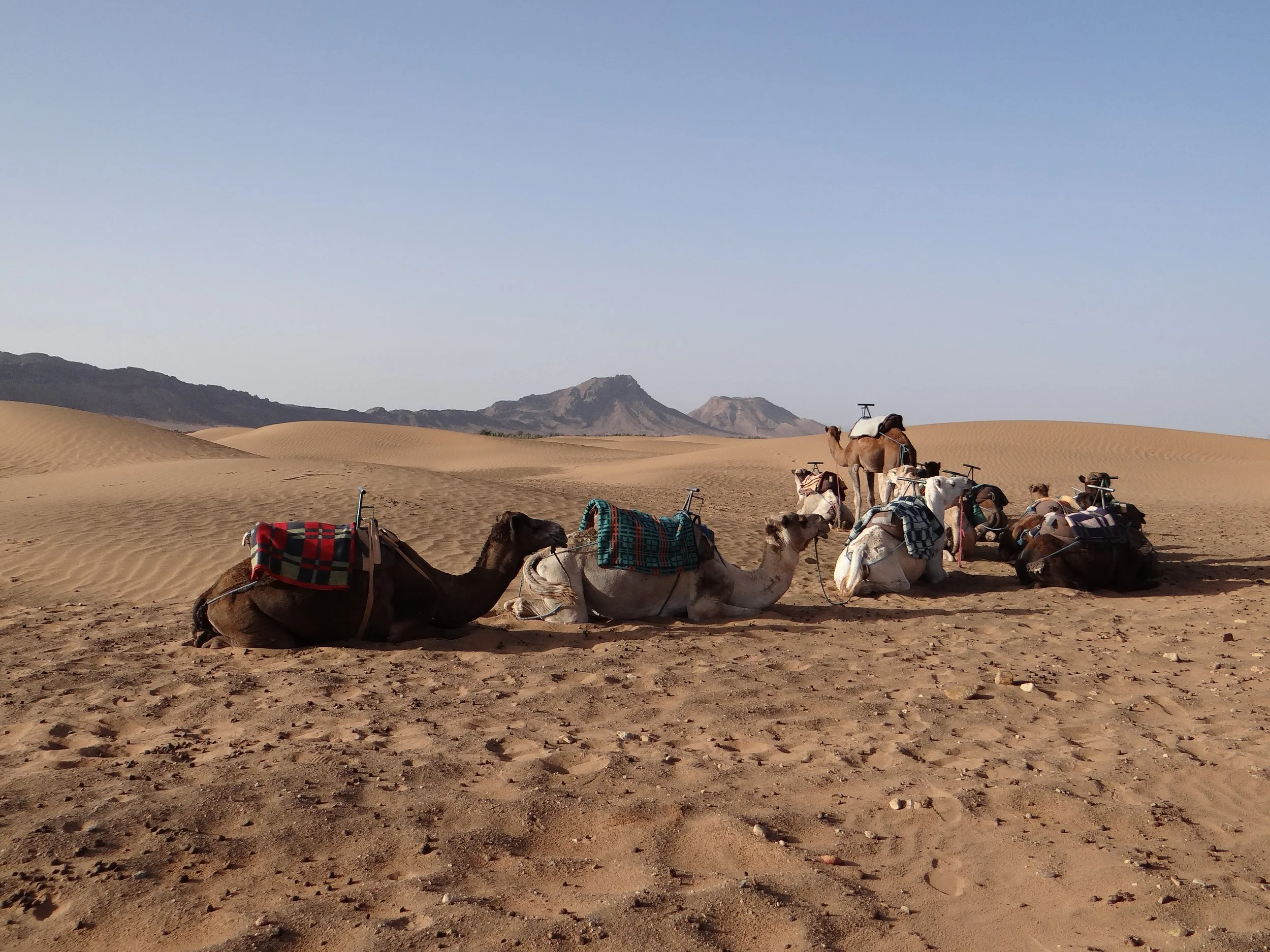 A caravan of camels resting in the Sahara desert of Morocco, with sand dunes and mountains in the background under a clear blue sky.
