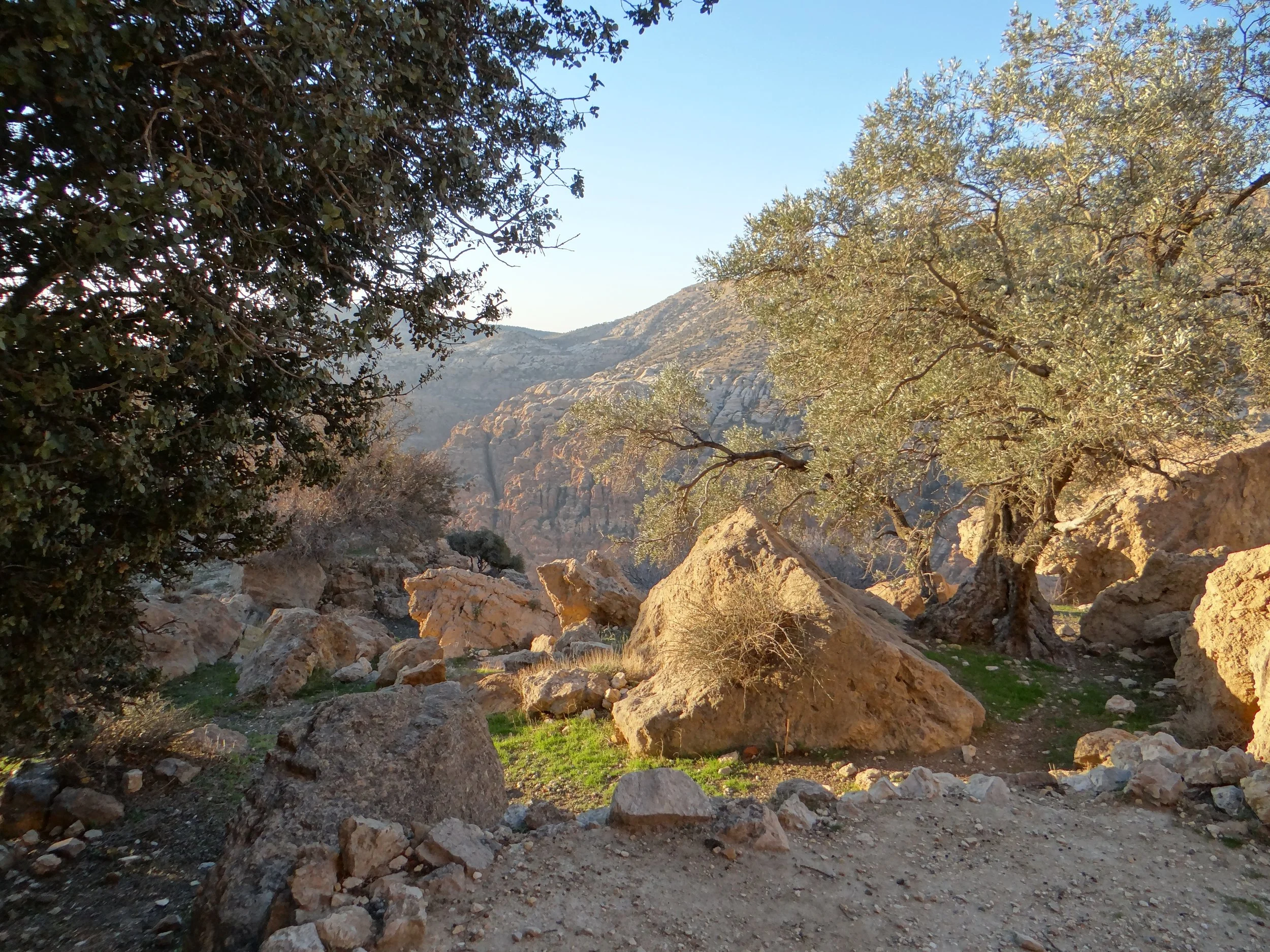 Desert landscape with large rocks and green trees under a clear blue sky, in Dana Nature Reserve, in Jordan.