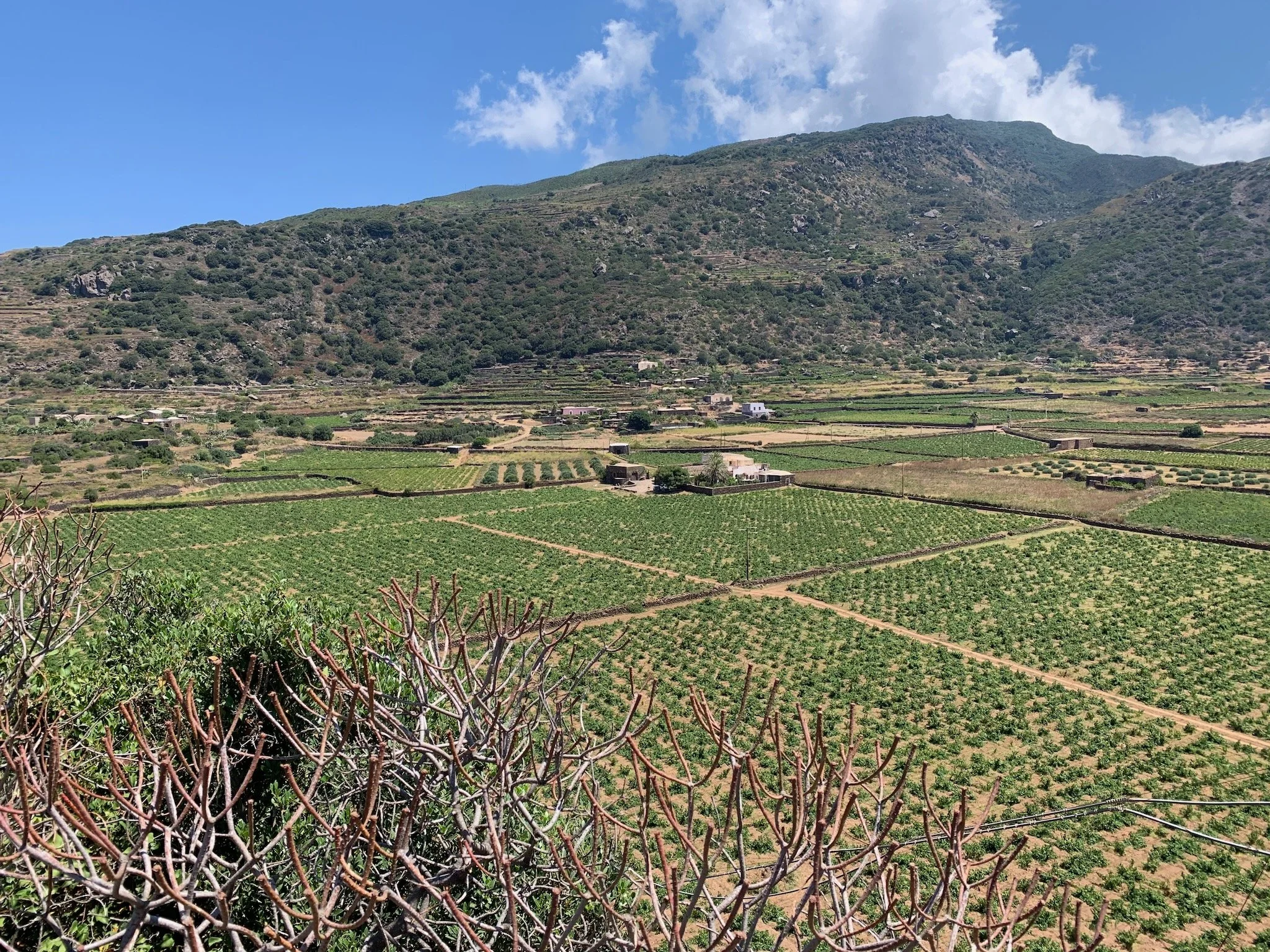 The lush Monastero valley on Pantelleria island, Sicily, Italy, with green cultivated fields and small buildings, surrounded by rolling hills and a mountain in the background under a partly cloudy sky.