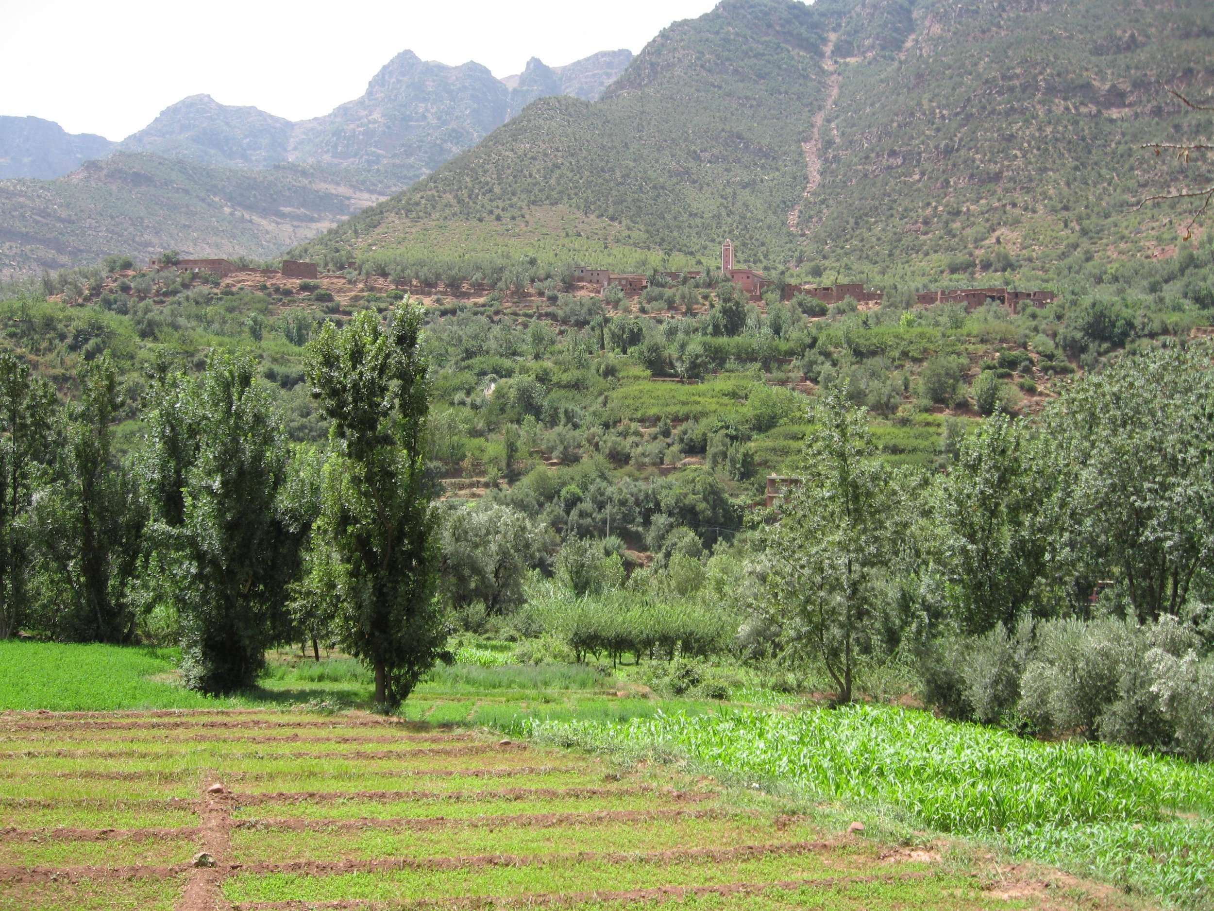 A lush green landscape with farm fields, tall trees, and small buildings on a hillside, surrounded by the High Atlas Mountains near Marrakech, Morocco.