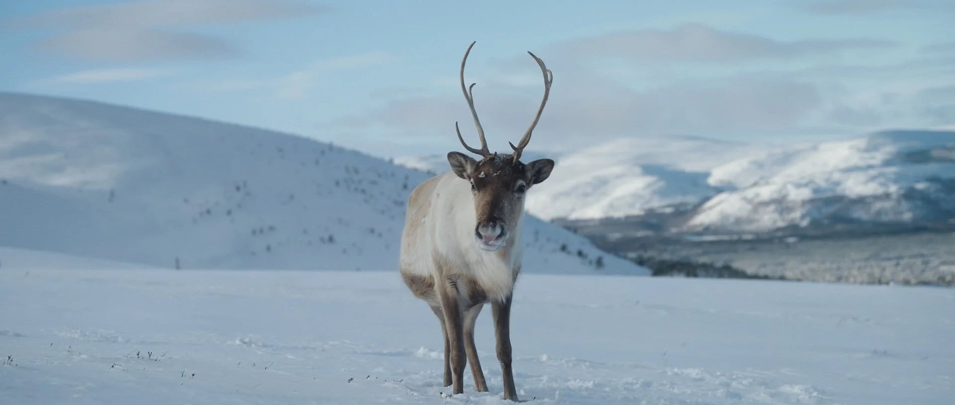 Aviemore Short Doc Stills_1.14.1.jpg