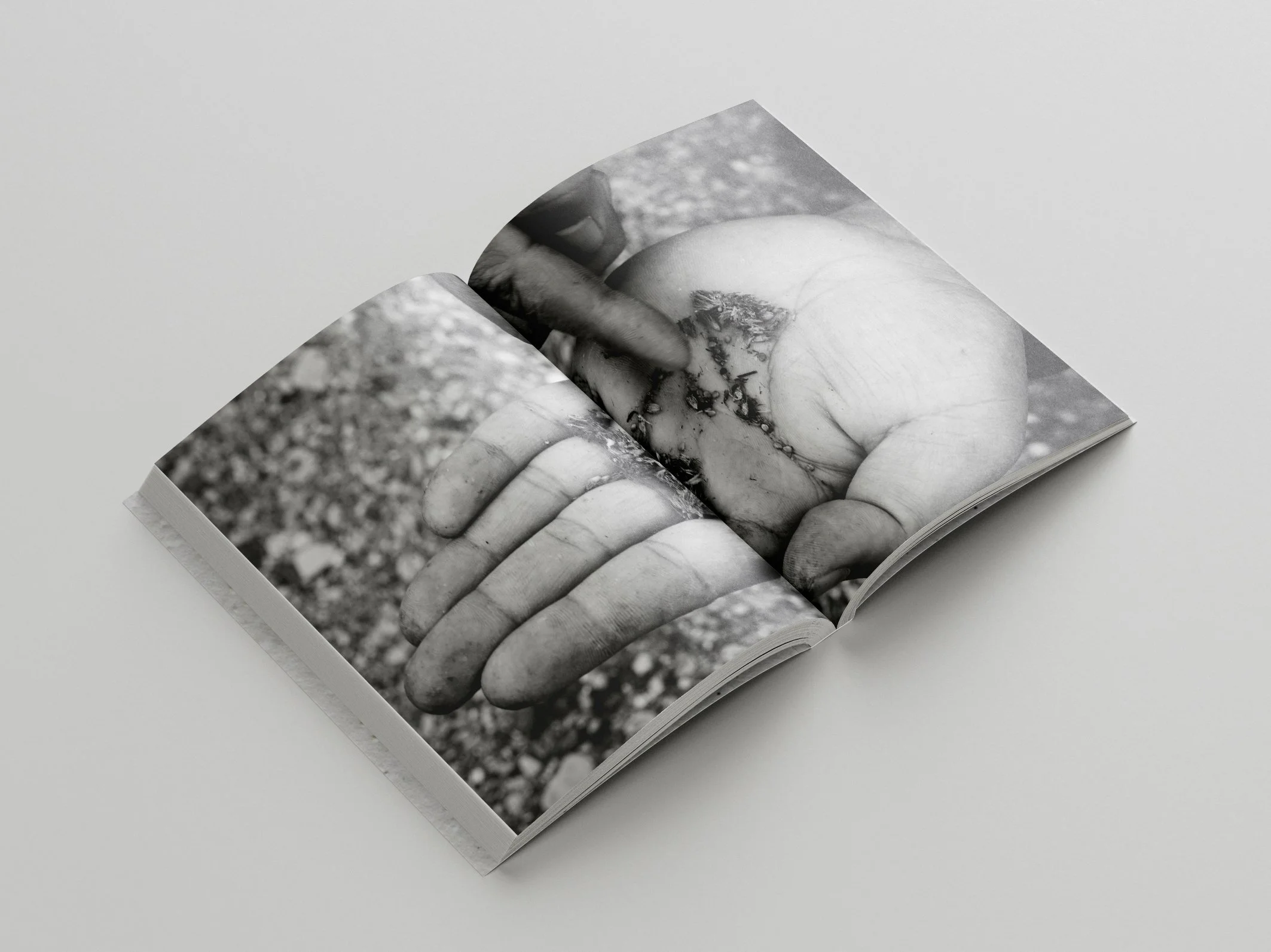 [[nav: saatgut buch]]