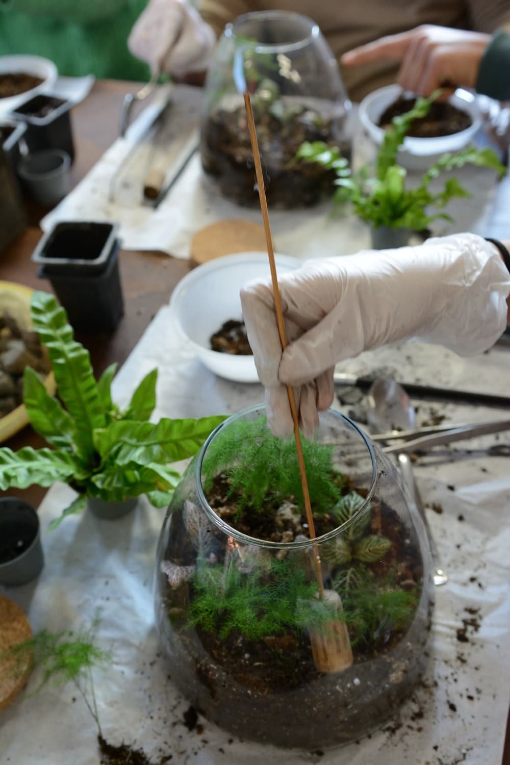 Workshop Terrarium - 7 novembre
