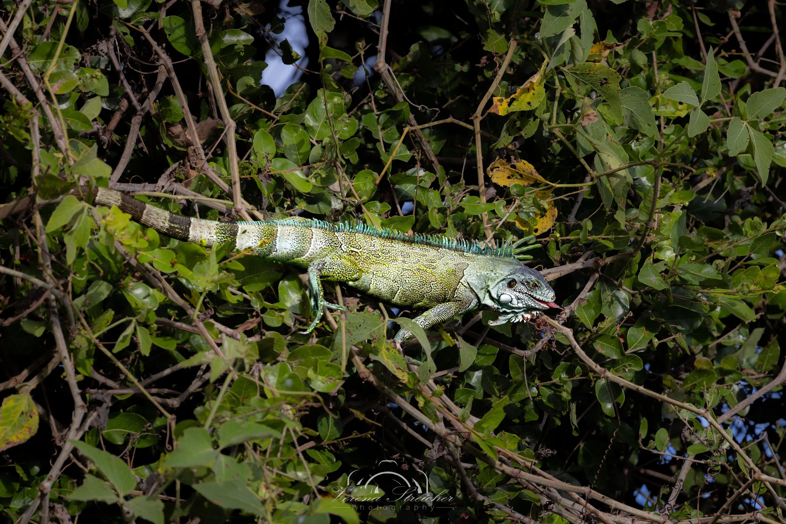 Just hanging around