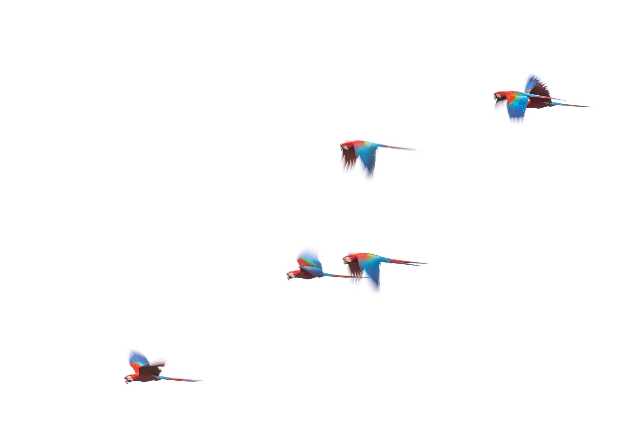 Flying colour palette