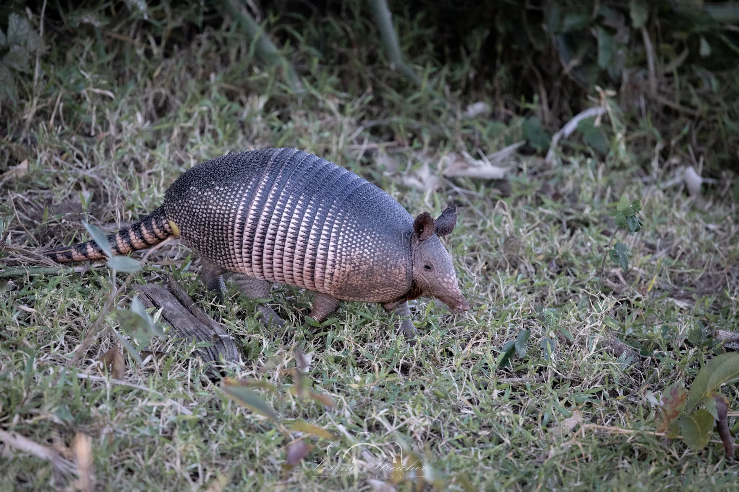 Armadillo run