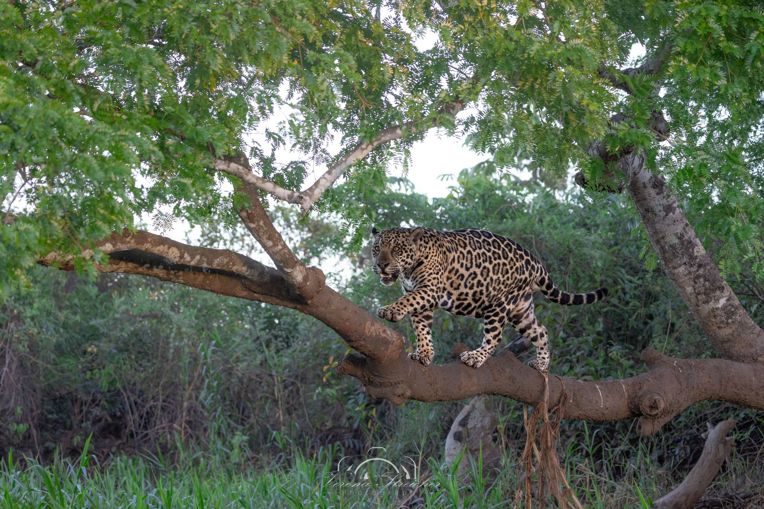 Searching for a place to rest
