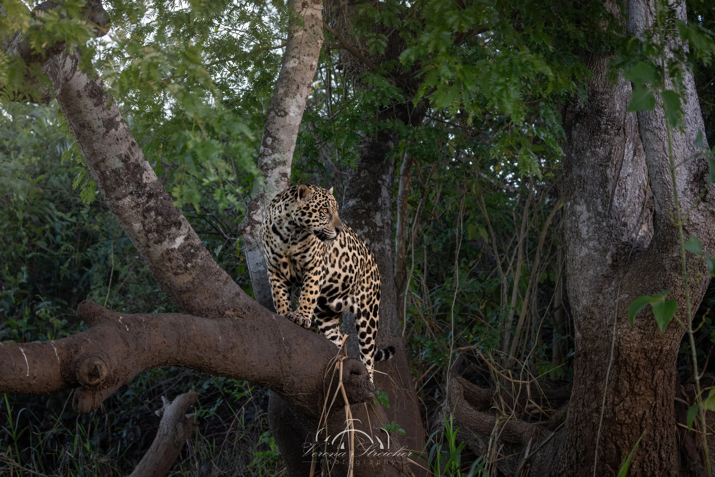 Lookout