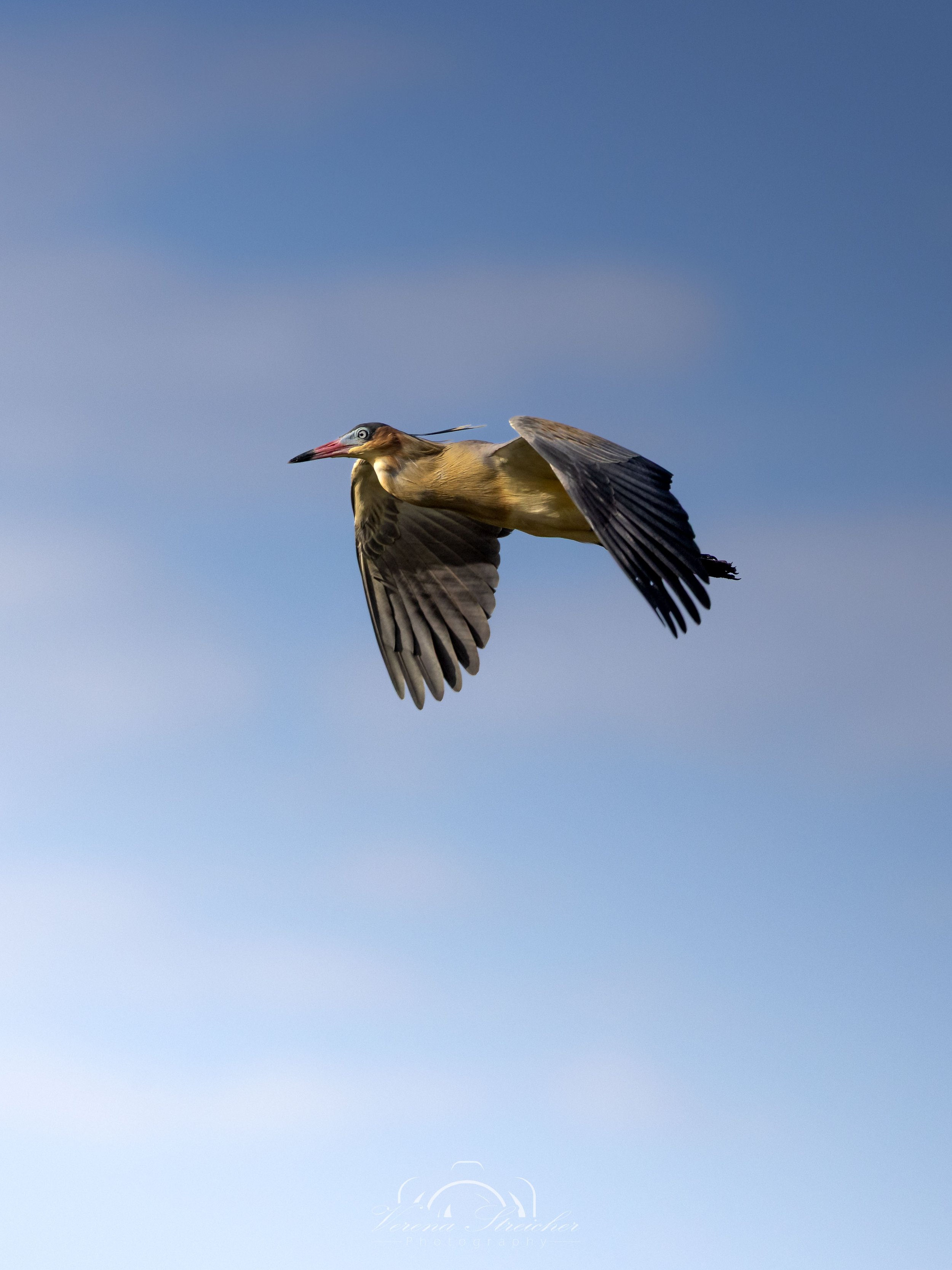 Free bird