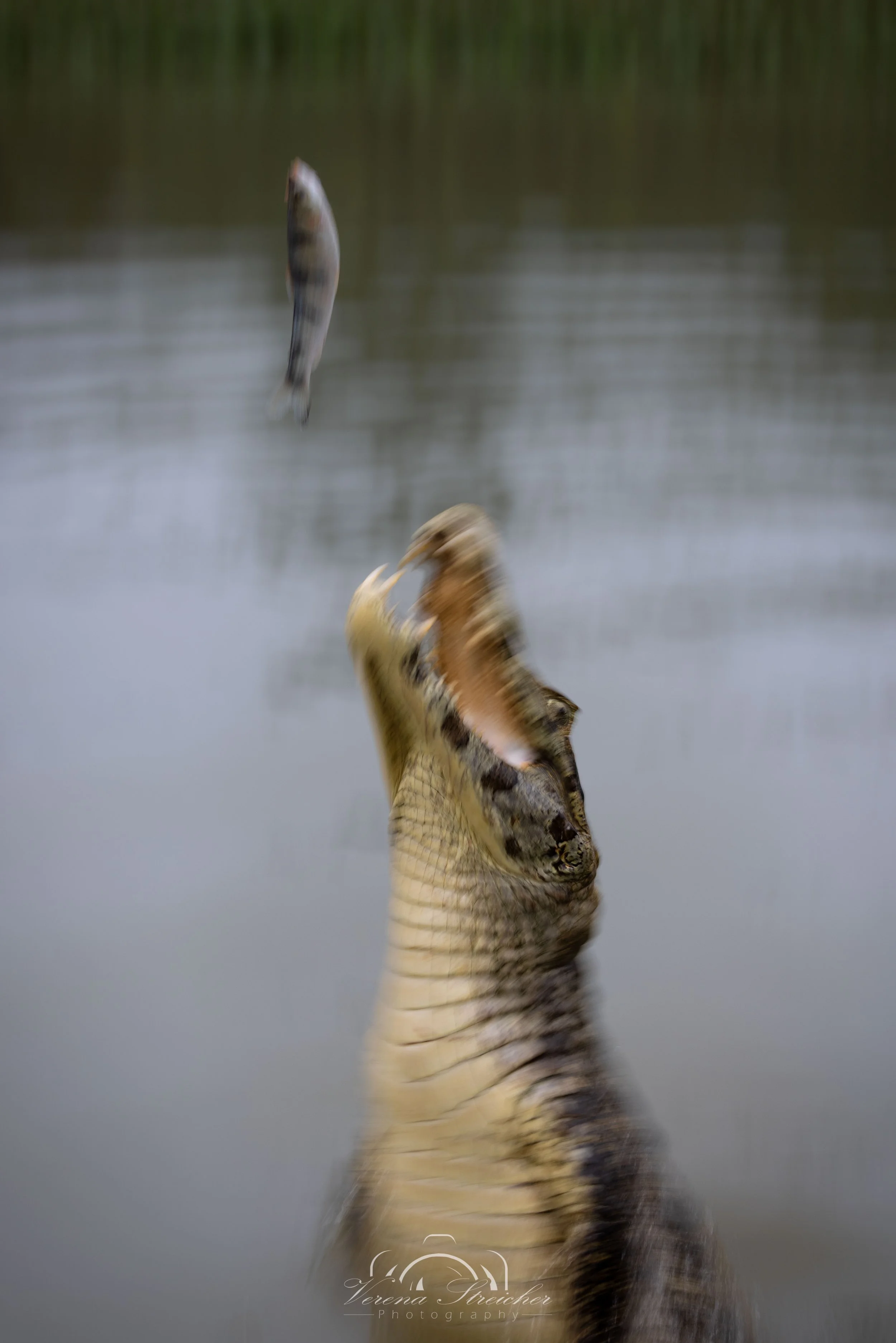 Catch and play