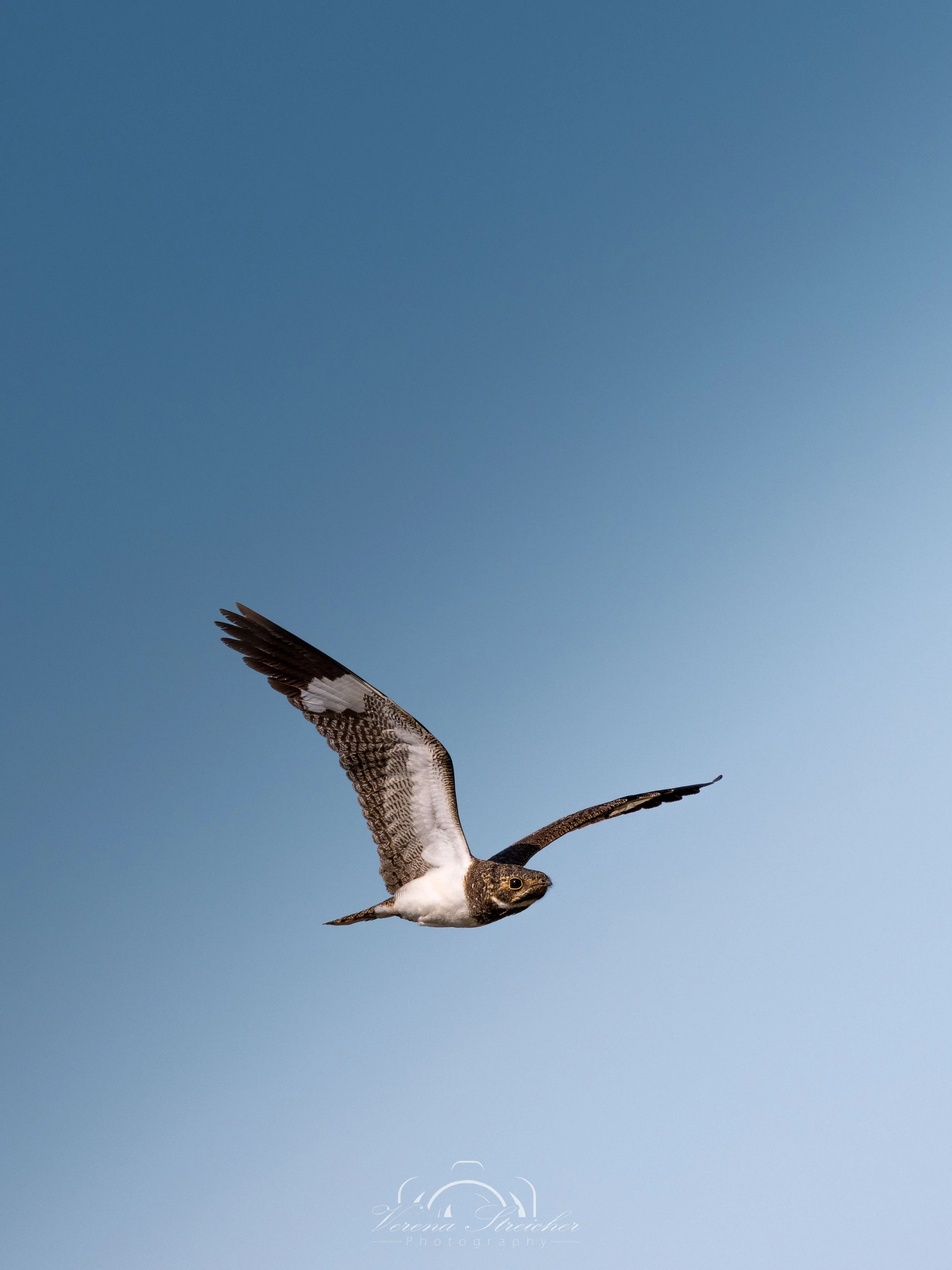 Nightjar dayflight