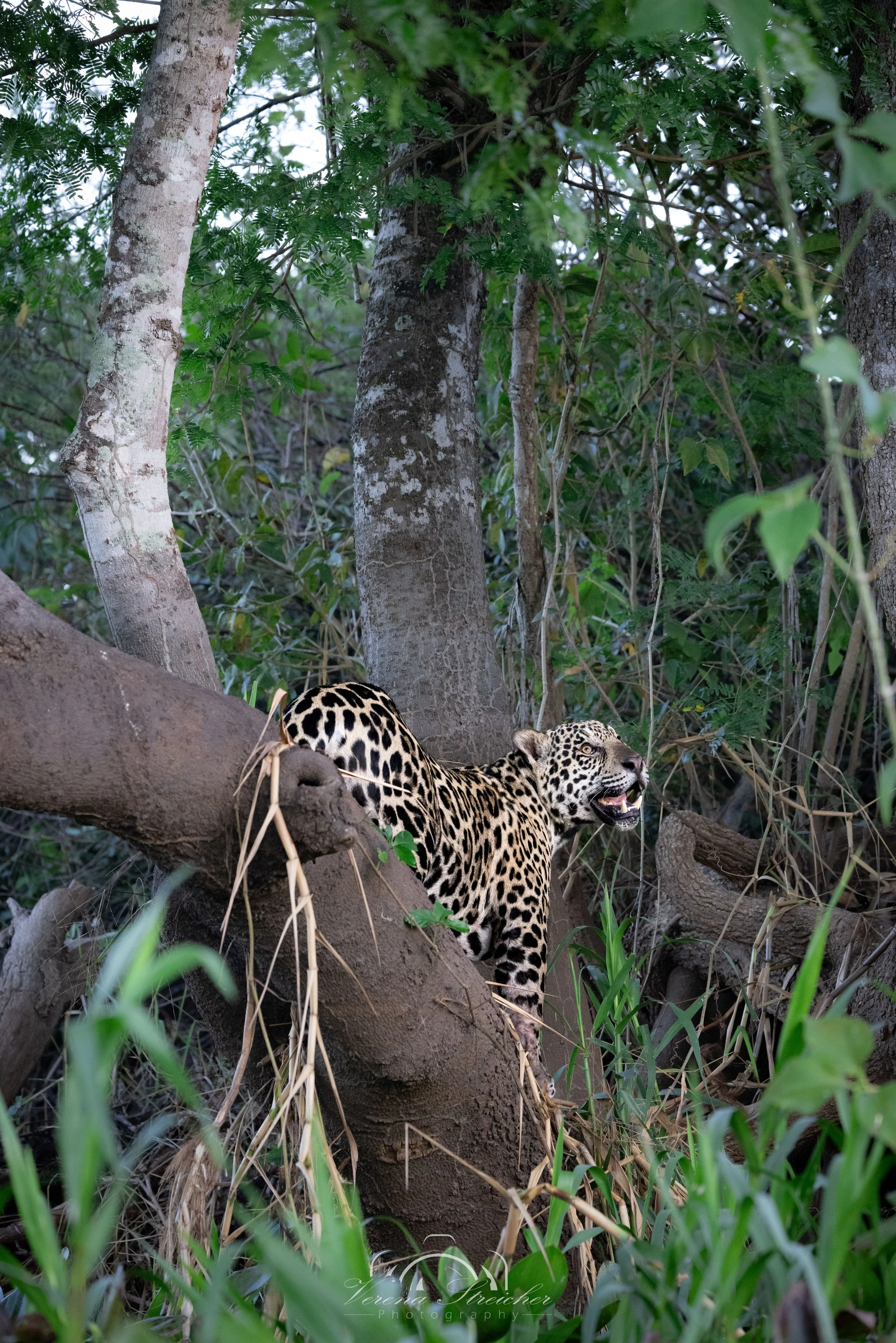 Into the jungle