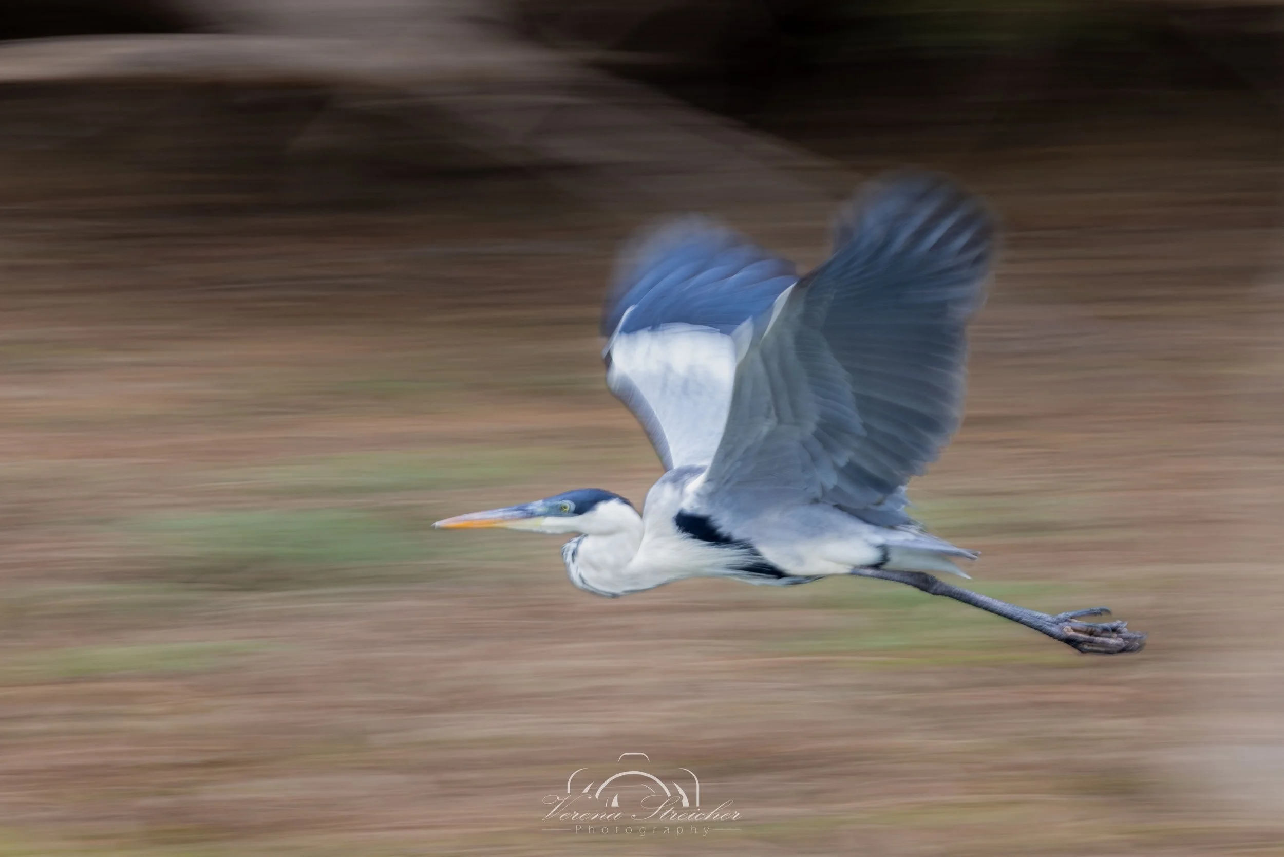 Stillness in motion