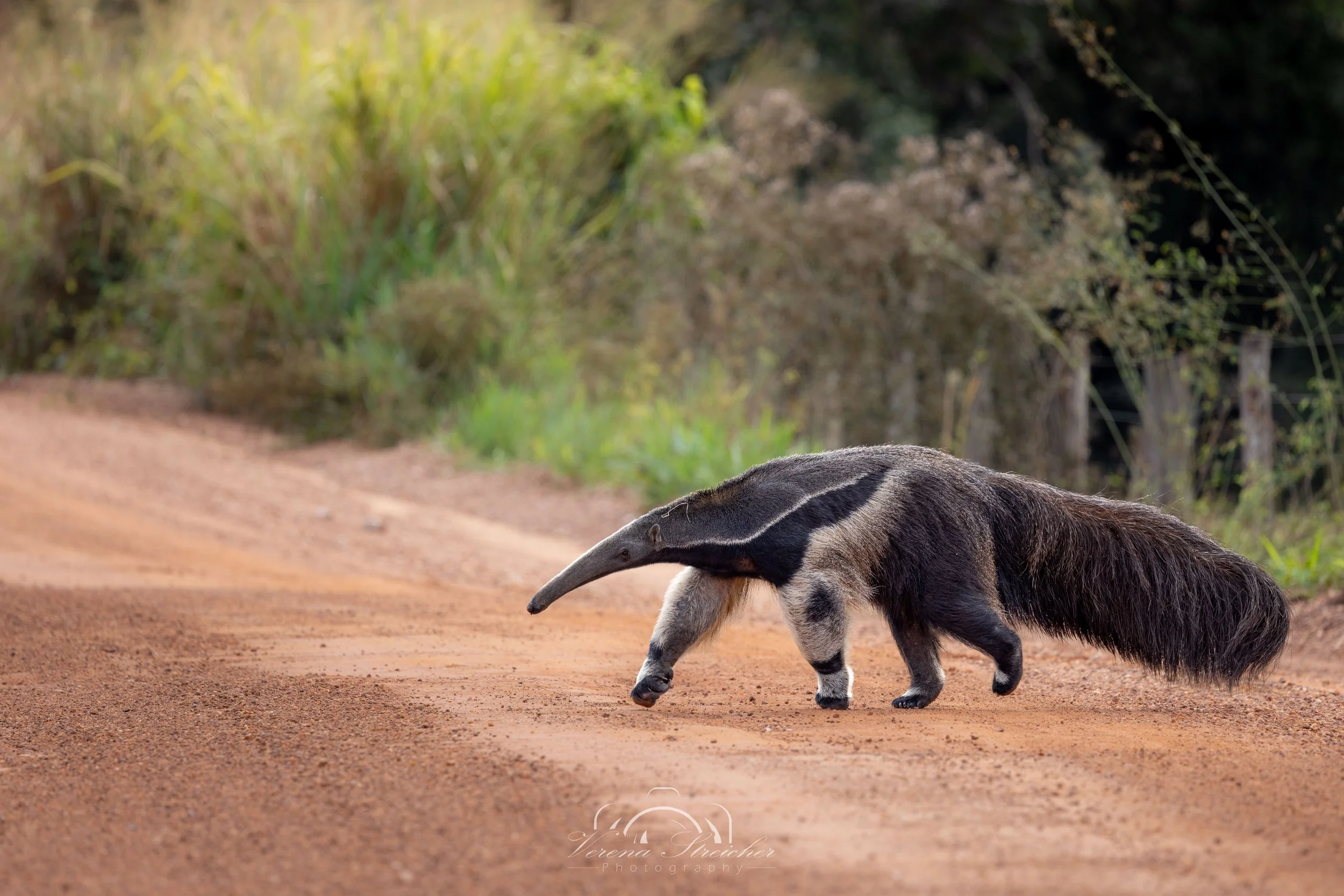 Pantanal traffic