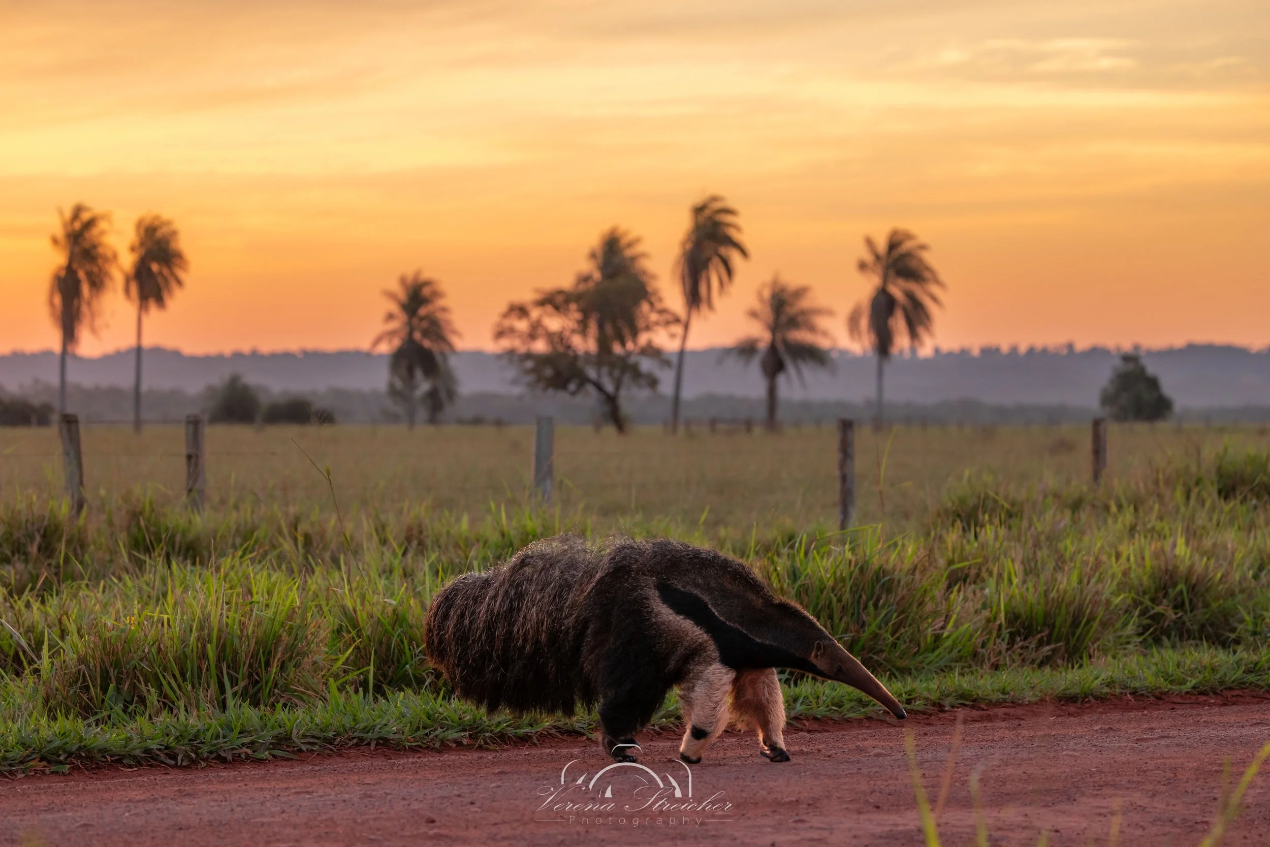 Sunset walk of a gentle giant