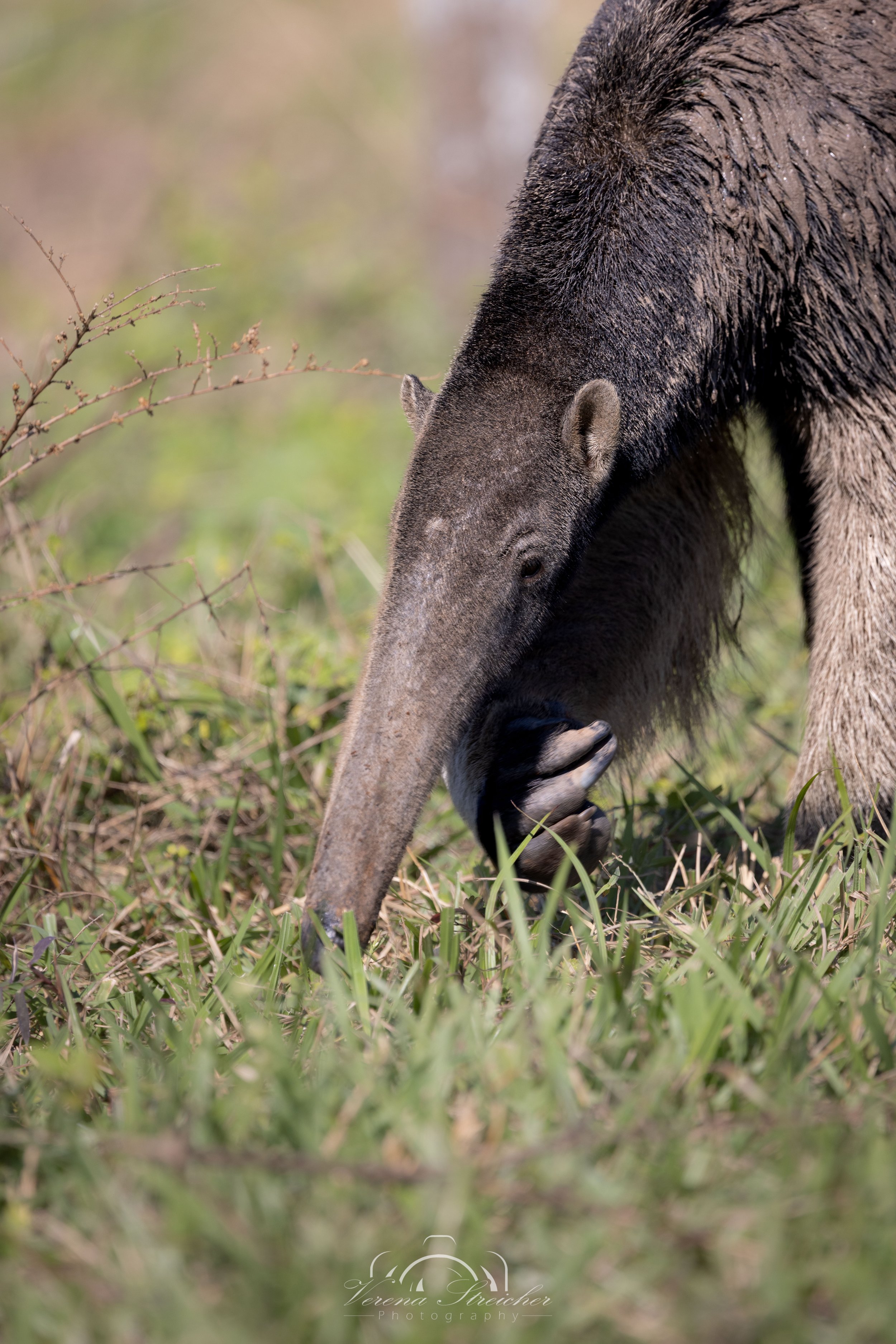 Searching for snacks