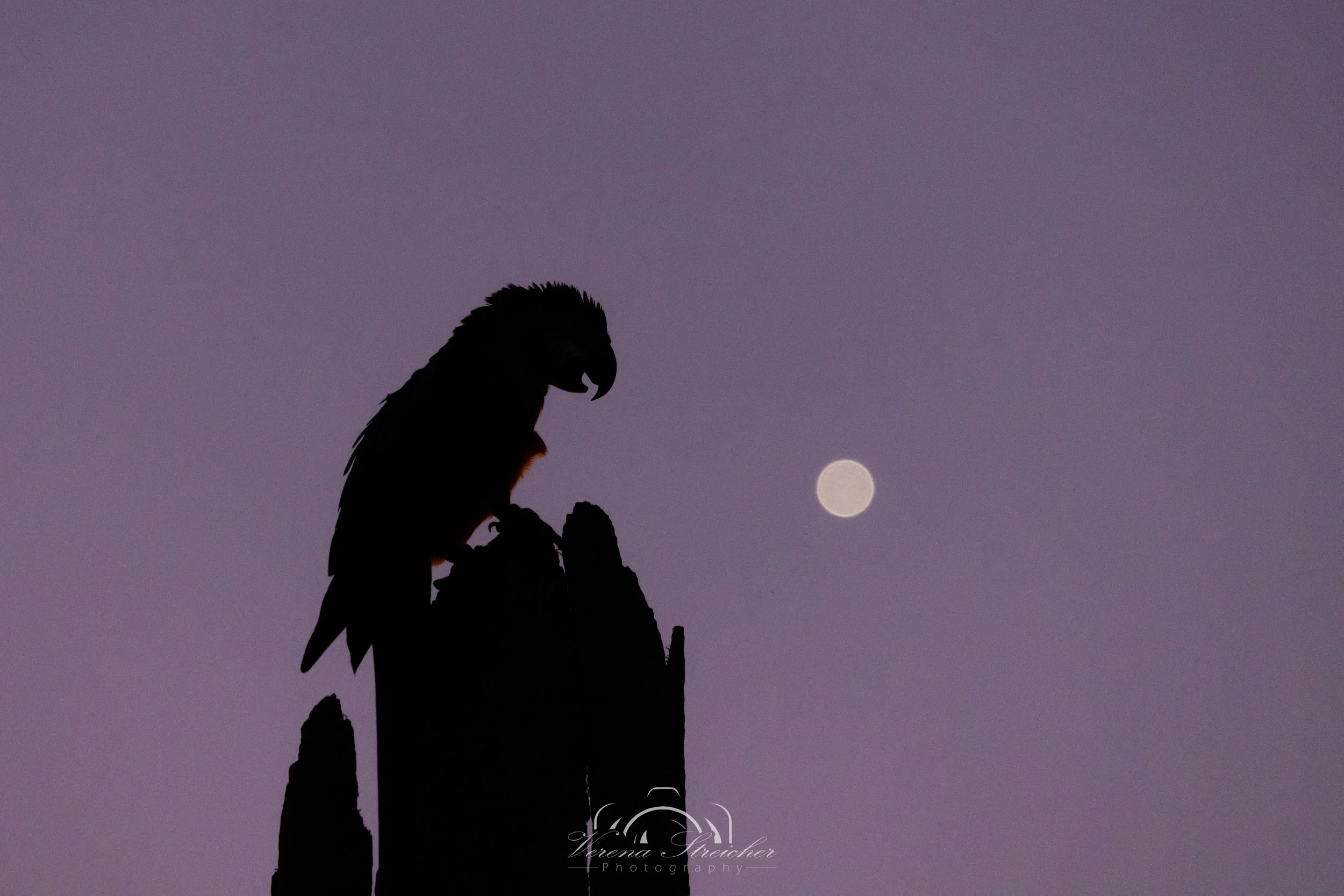 Stargazing
