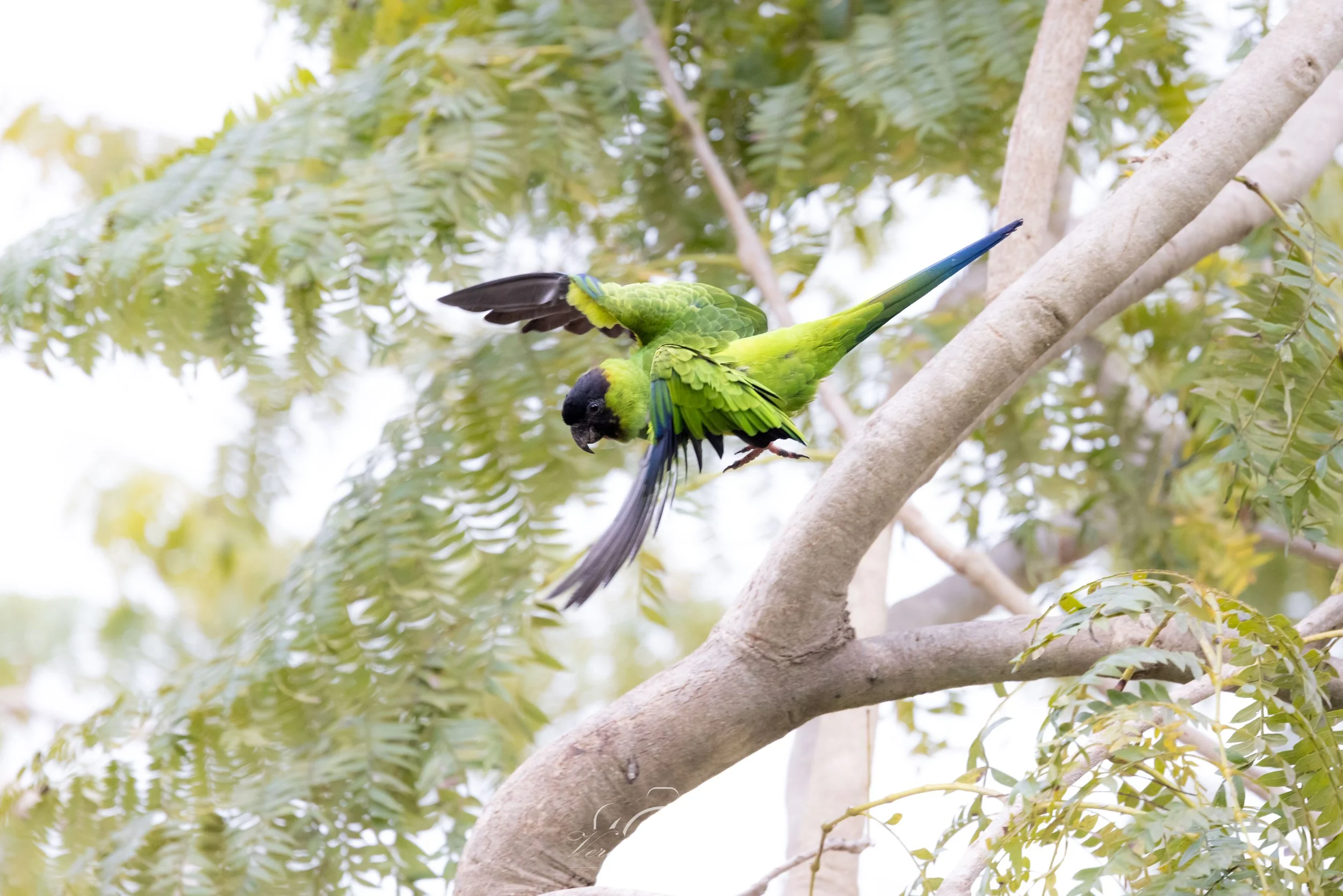 Parakeet action