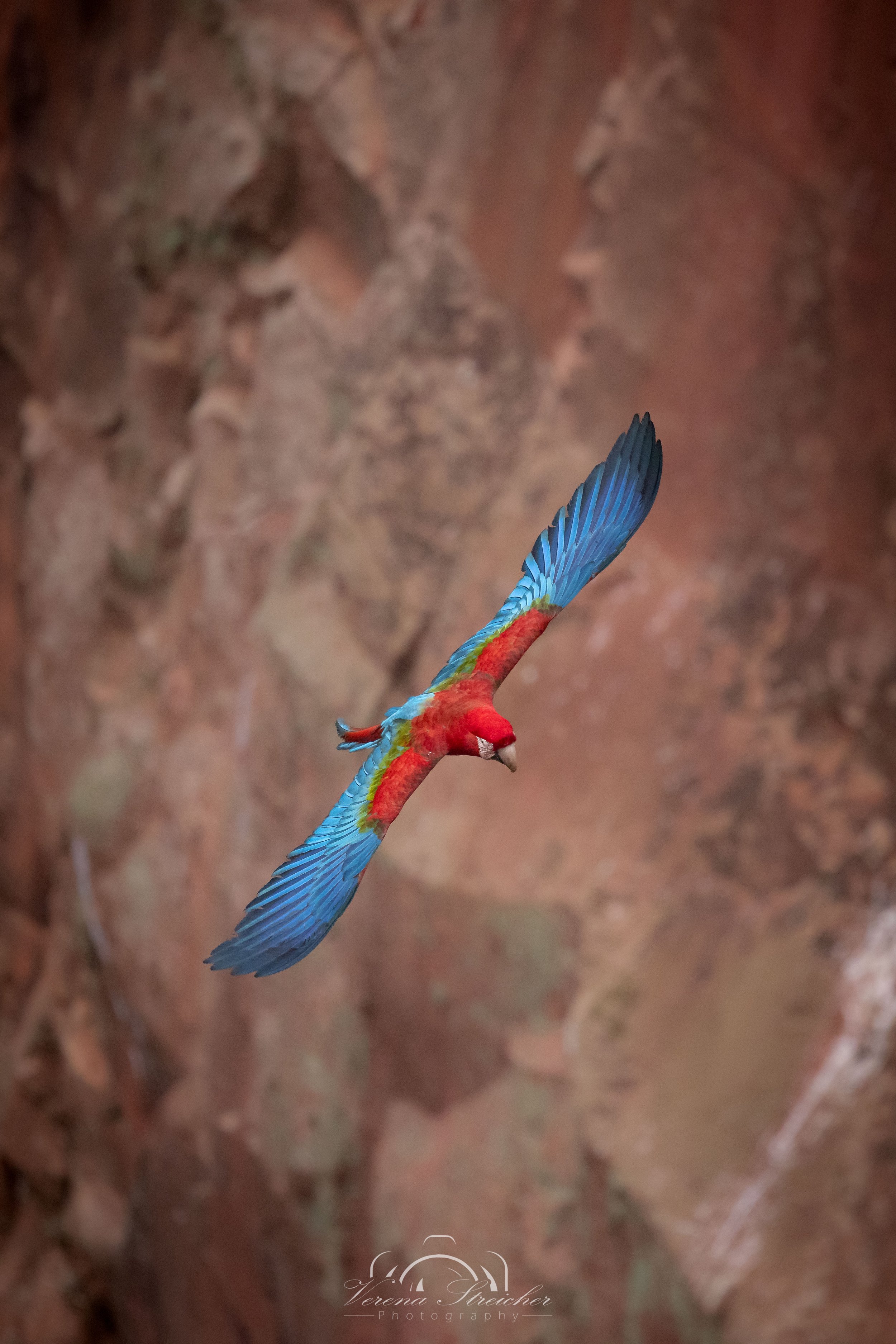 Spreading wings to the fullest