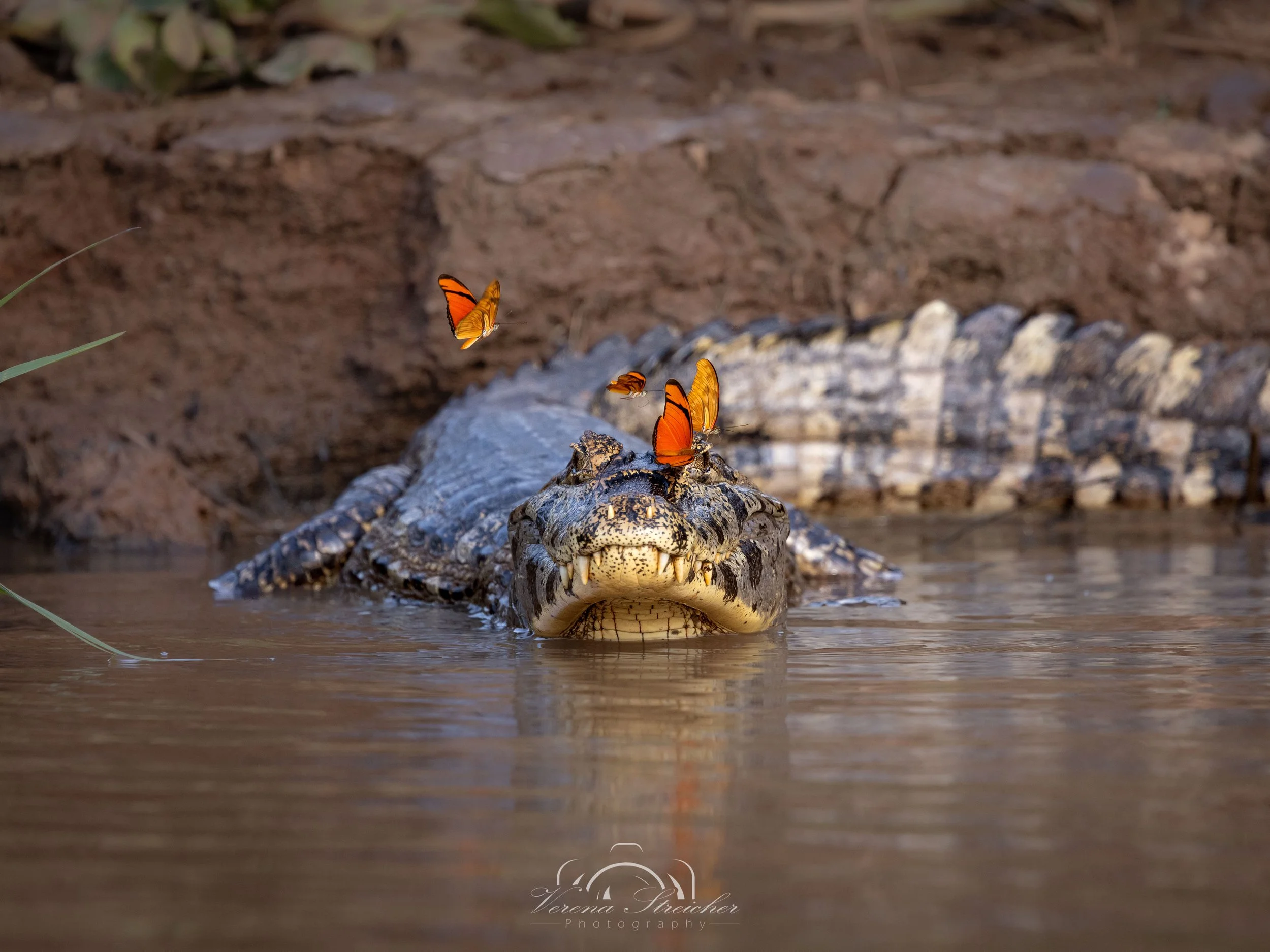 The gentle and the bold