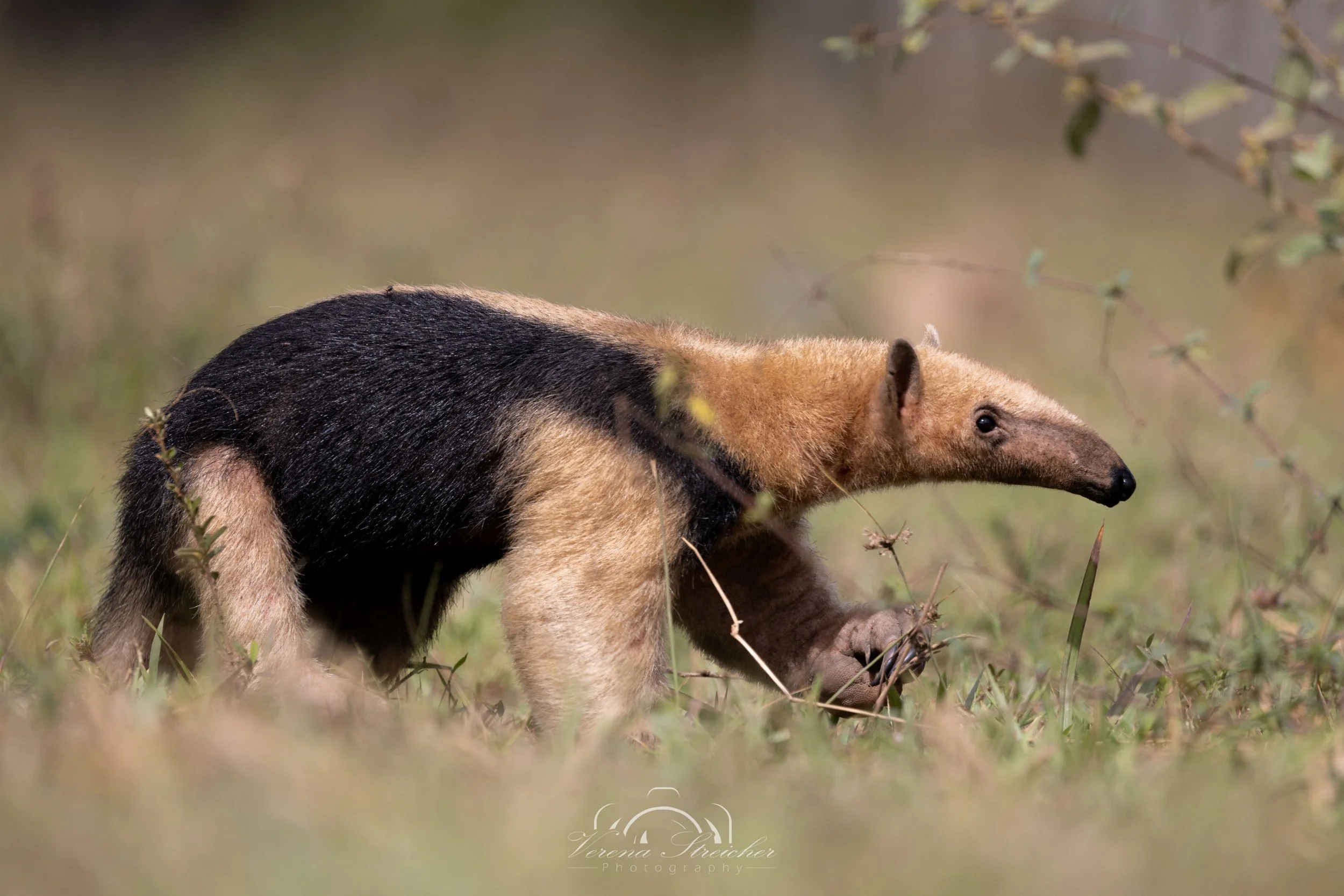 Tamandua searching for ants