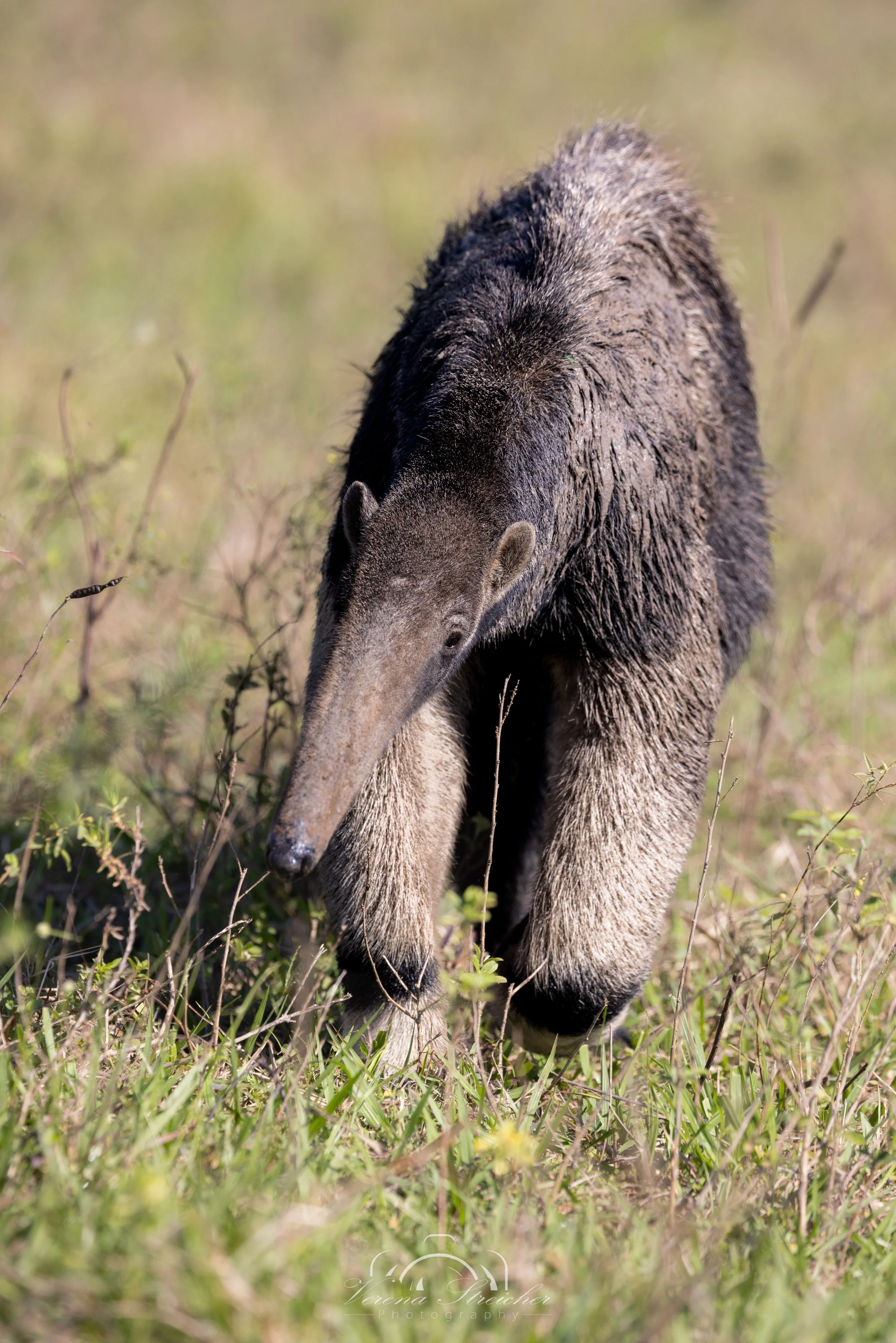 Giant anteater greetings