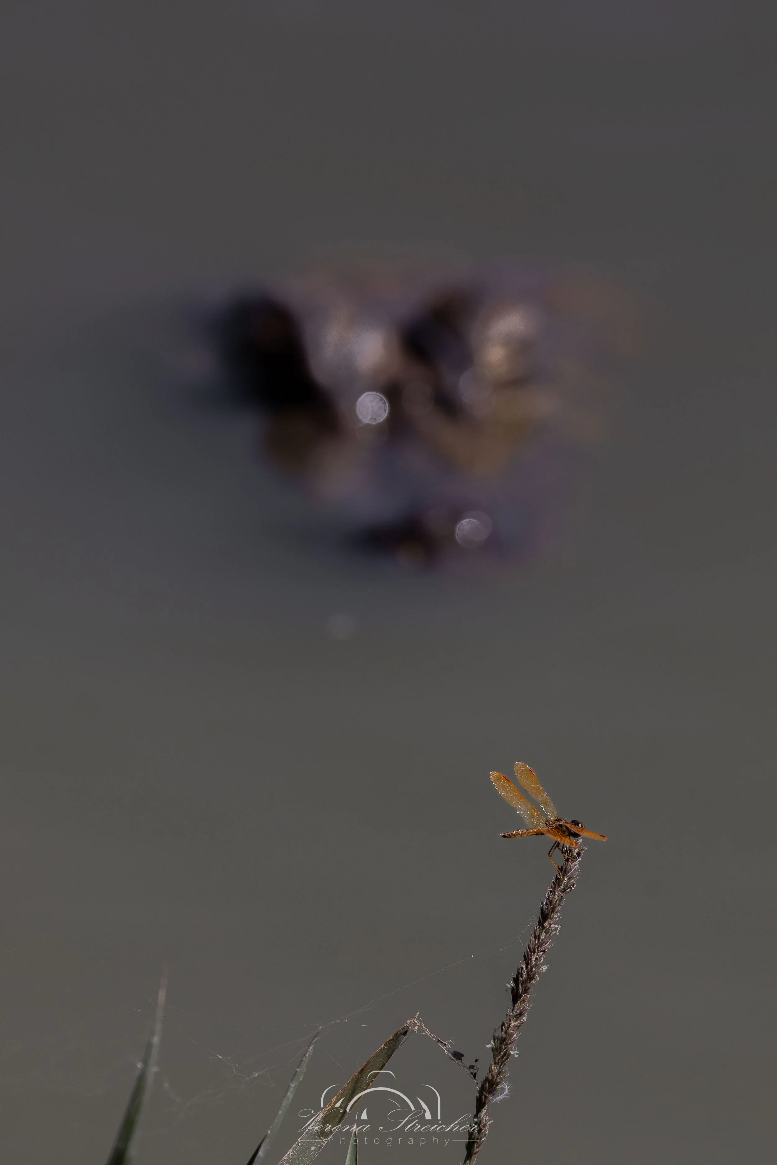 Enemy approaching