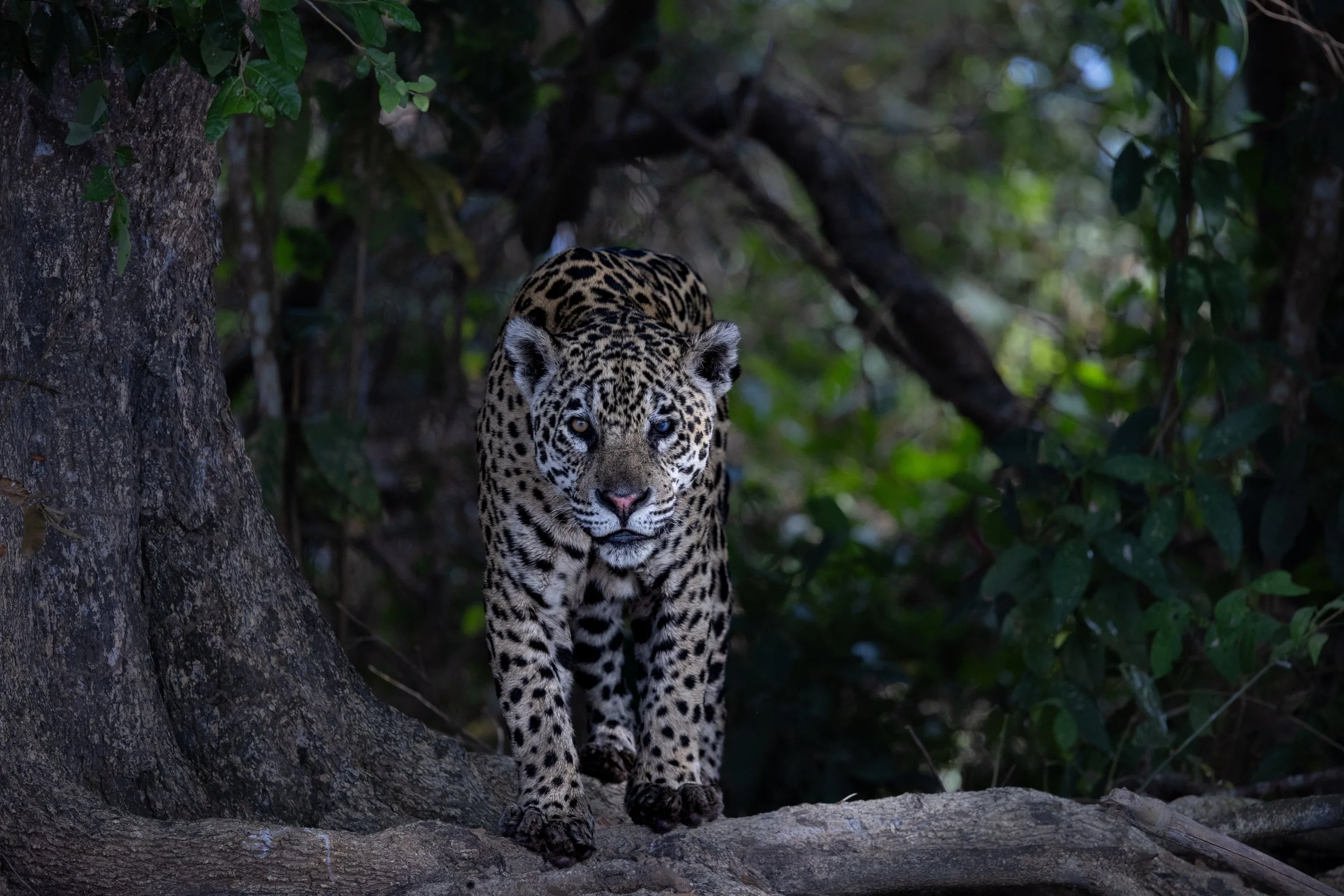 Pantanal