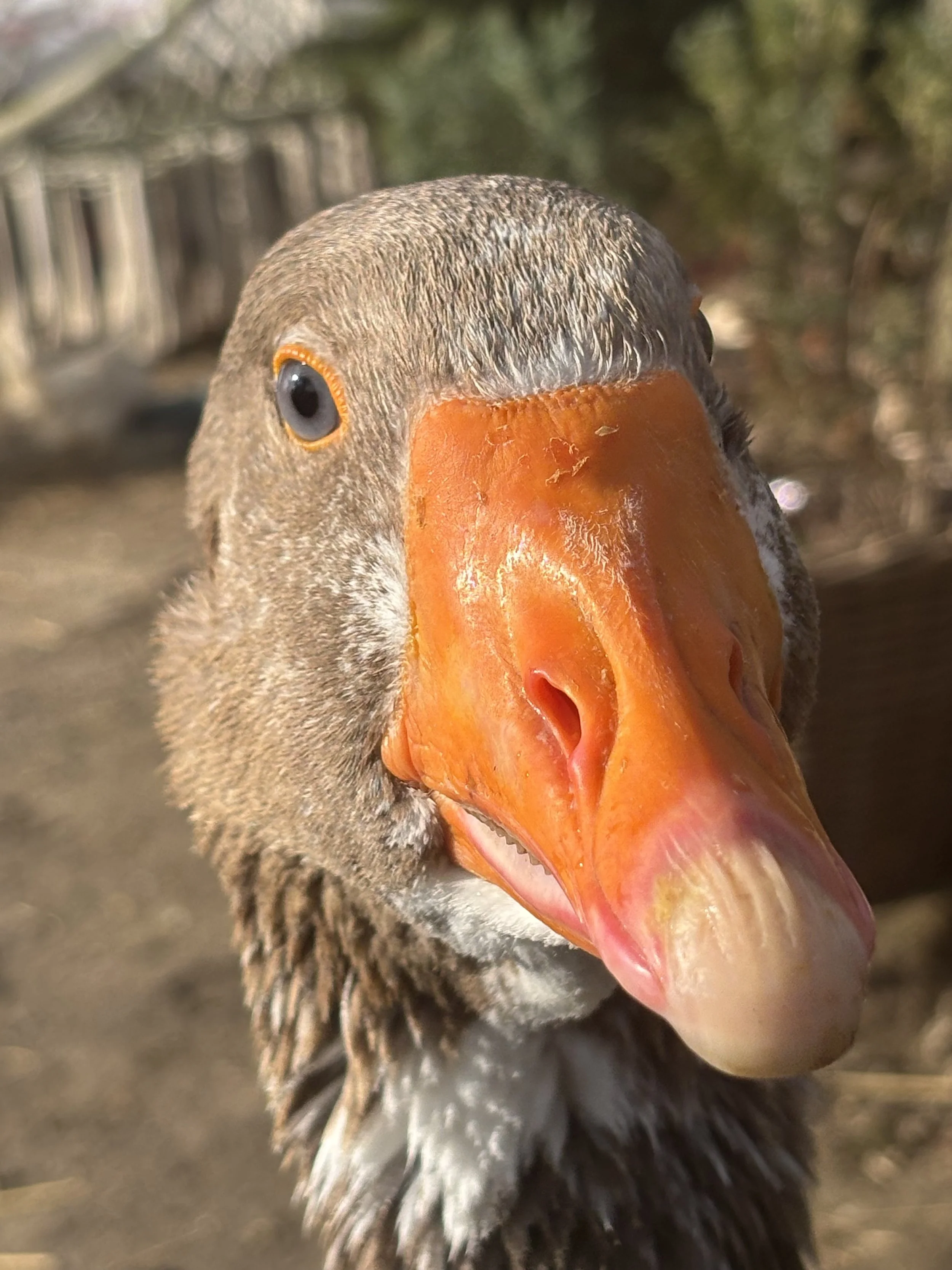 Ines Zehnder: In Ihrem Refugium im Elsass flüstert man von ungebrochenen Liebe, die Mensch und Tiere miteinander verbringen