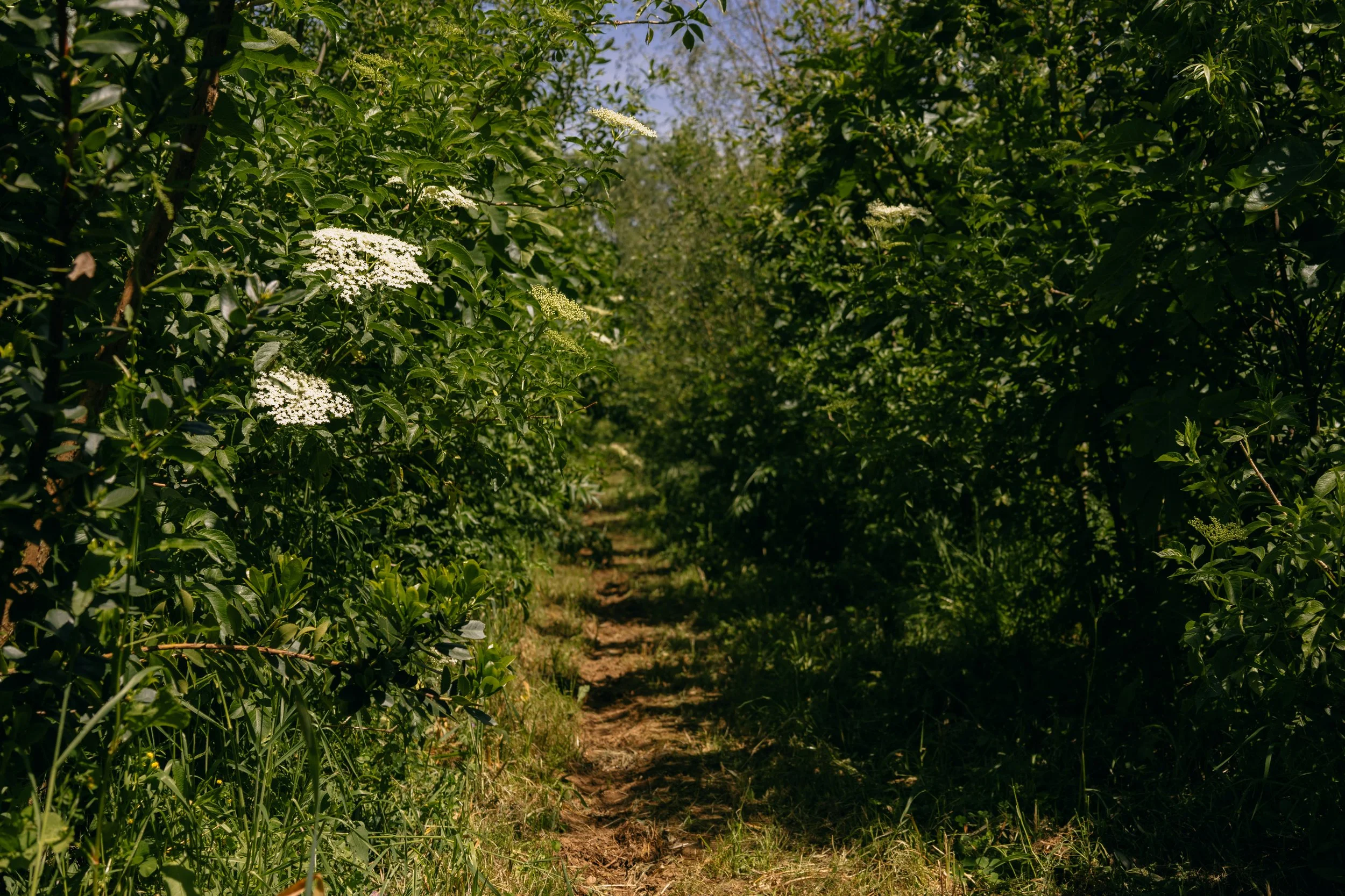50.000 árvores depois: o que significa regenerar quando é a sério