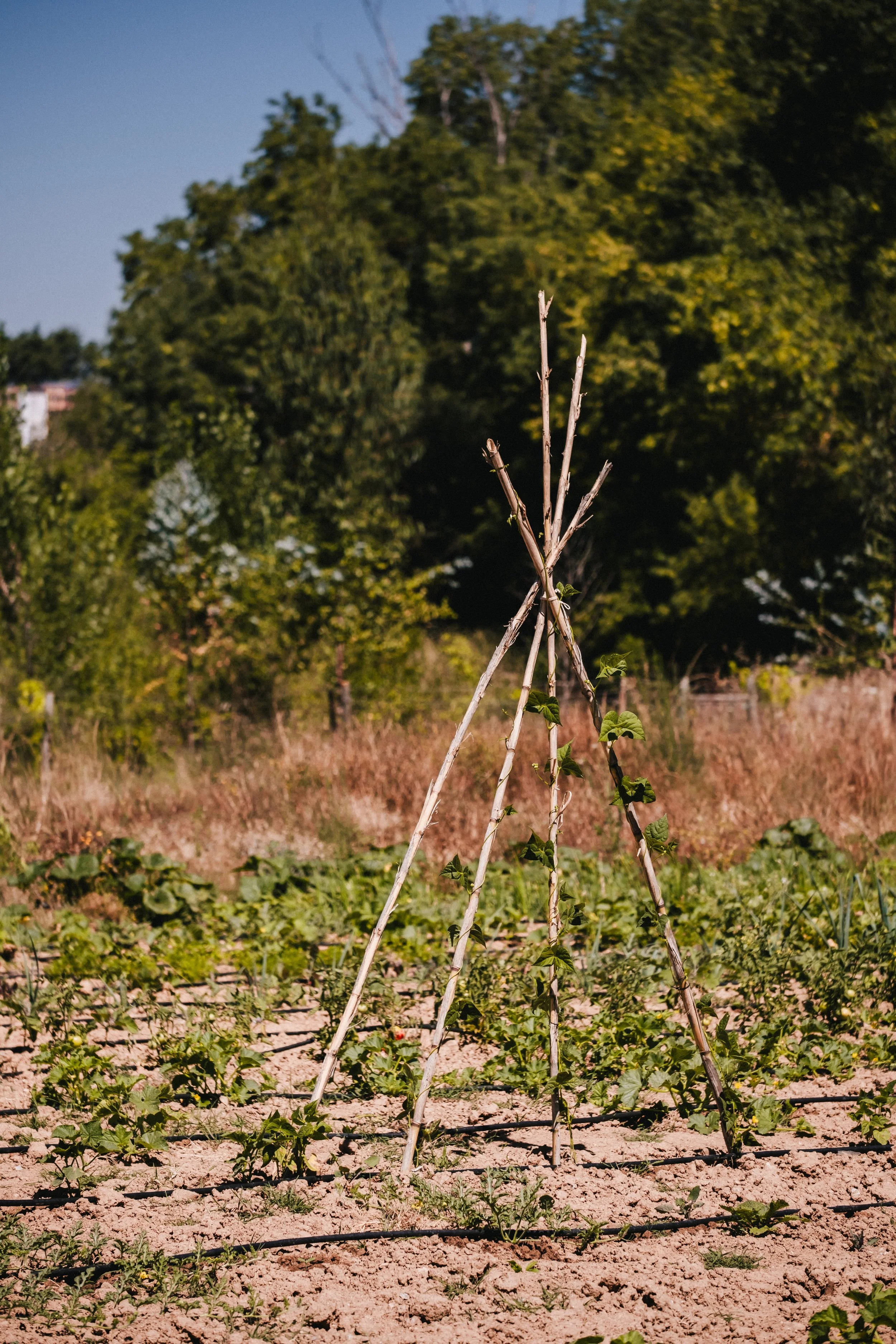 Provenance: Proveniência totalmente transparente
