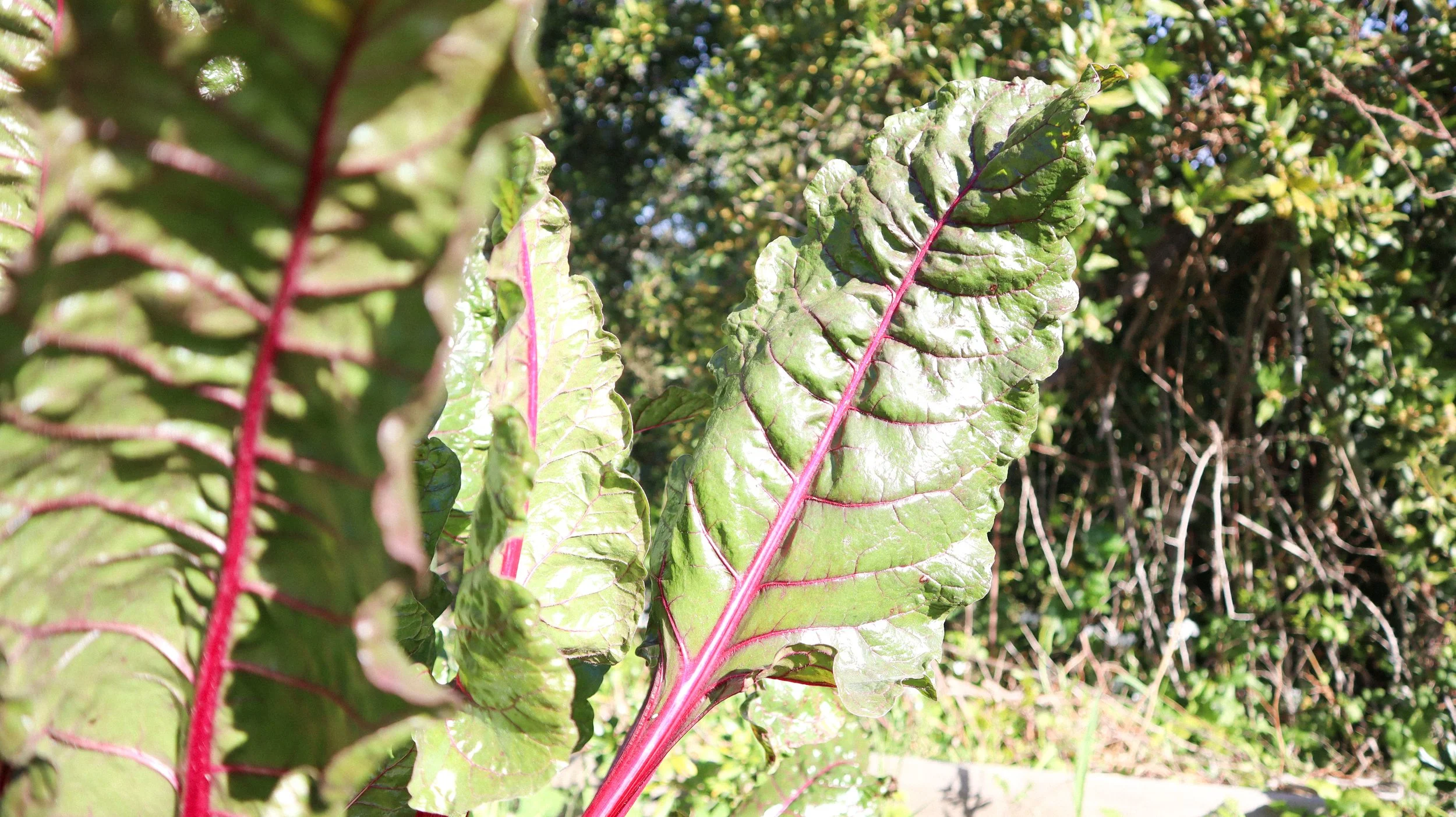 COMPOSTAGEM: desperdício que vira fertilidade (e comida melhor)