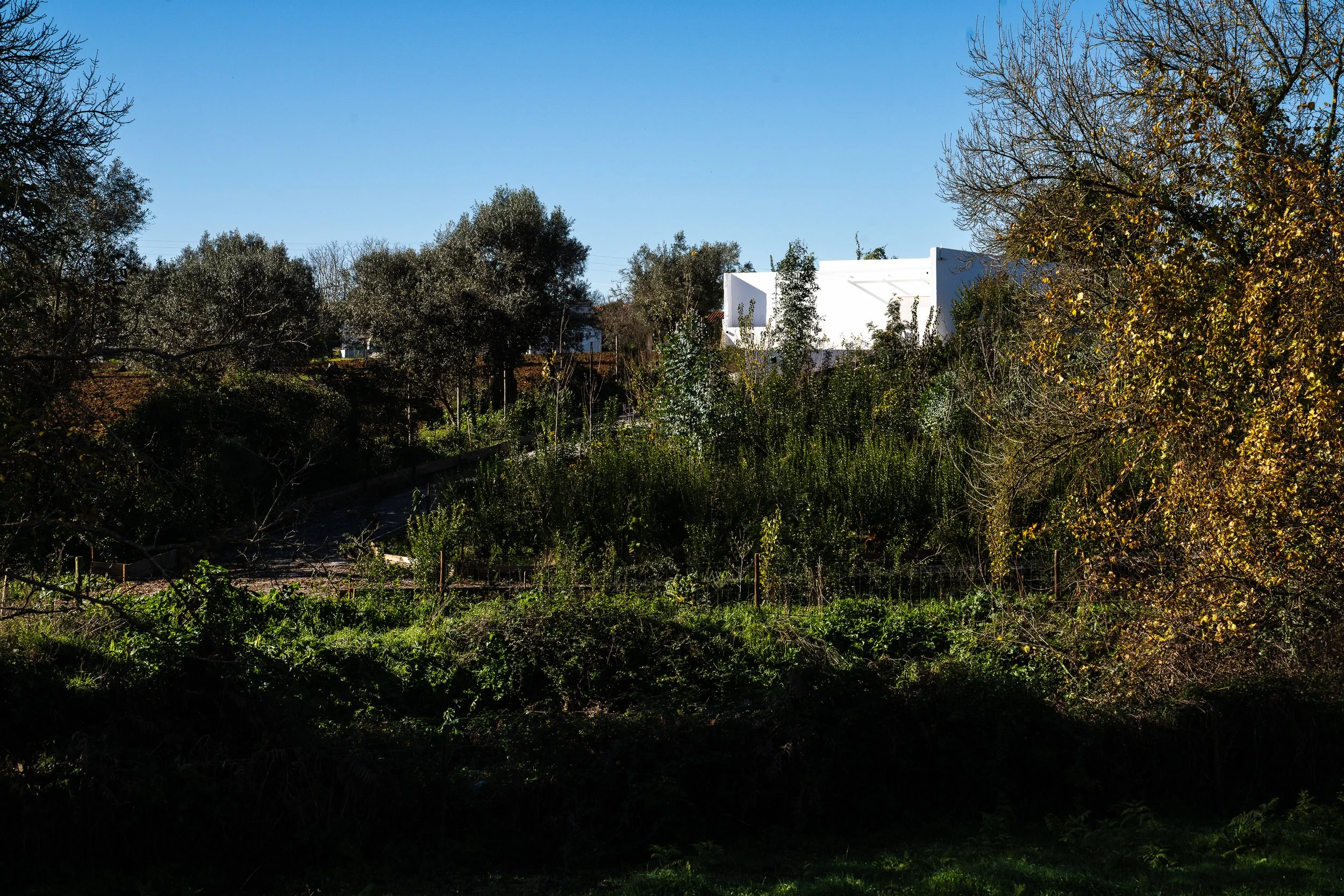 REFLORESTAÇÃO: 50.000 árvores para mais sombra, frescura e silêncio