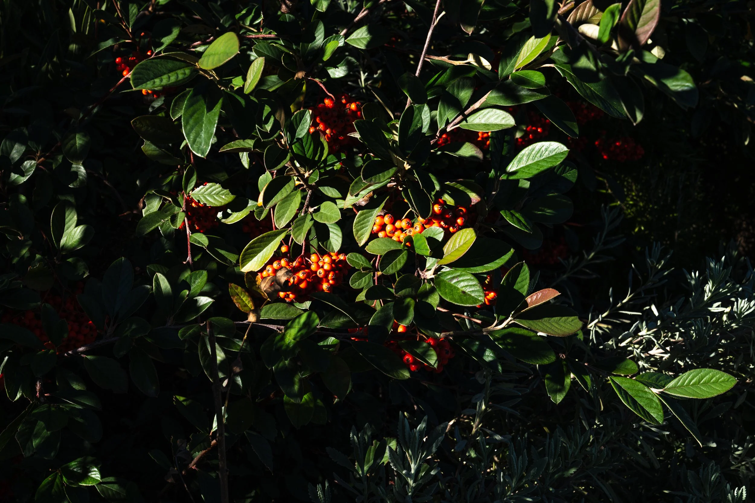 AGROFLORESTAS: mais frescura e biodiversidade à sua volta