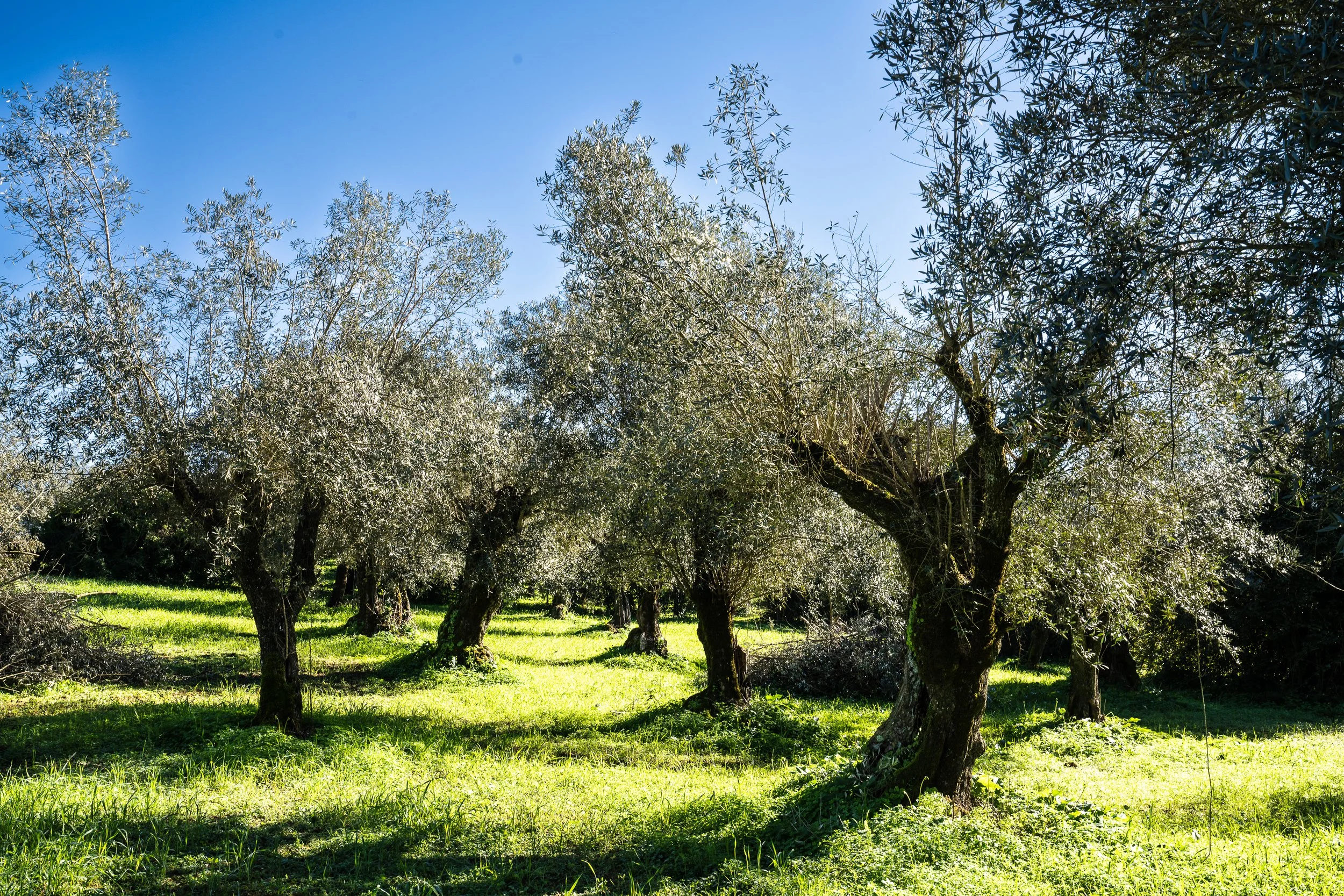 Oliveiras.jpg