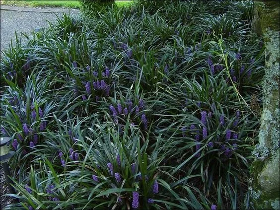 Liriope 'Big Blue' - #1