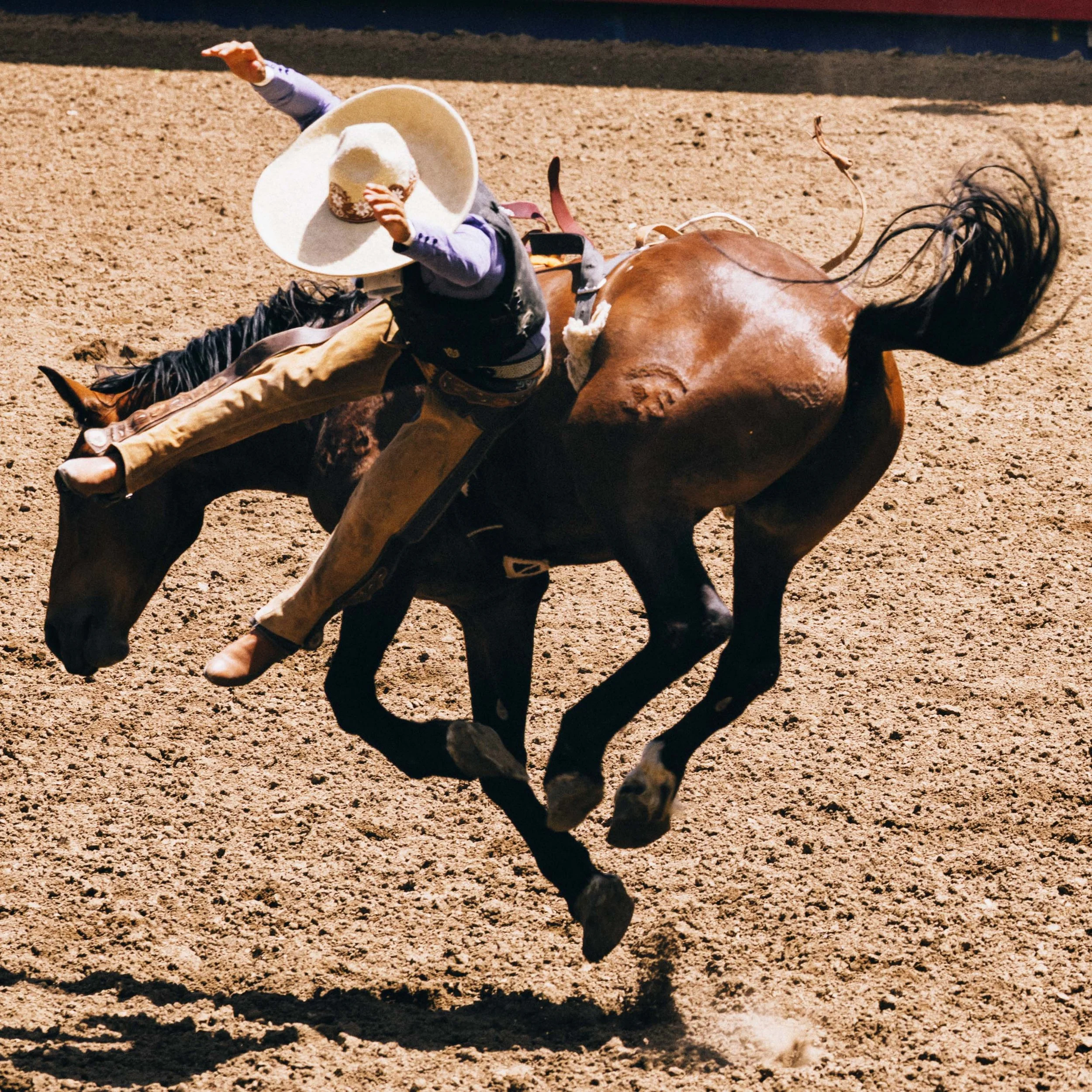 ACP_5280_STAMPEDE_2013.jpg