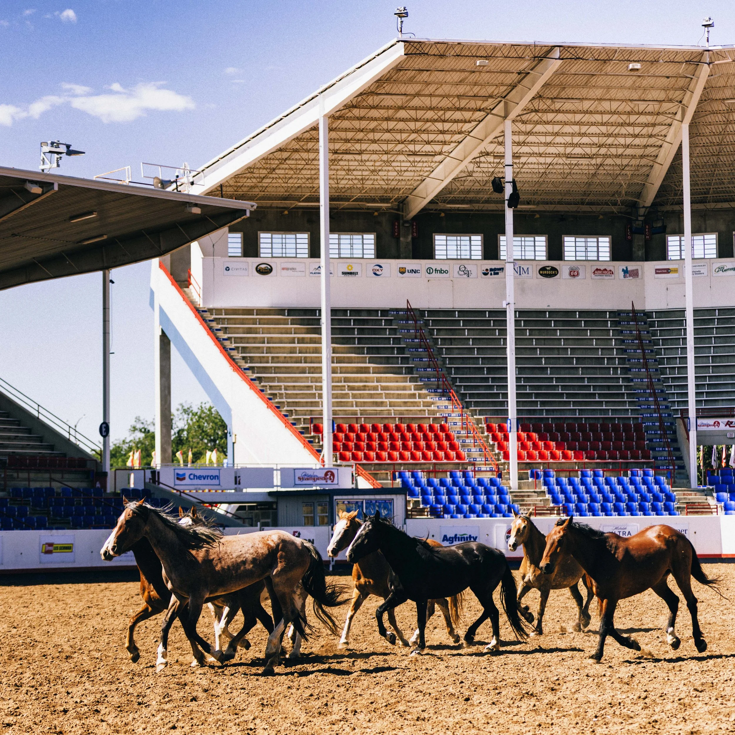 ACP_5280_STAMPEDE_0131.jpg