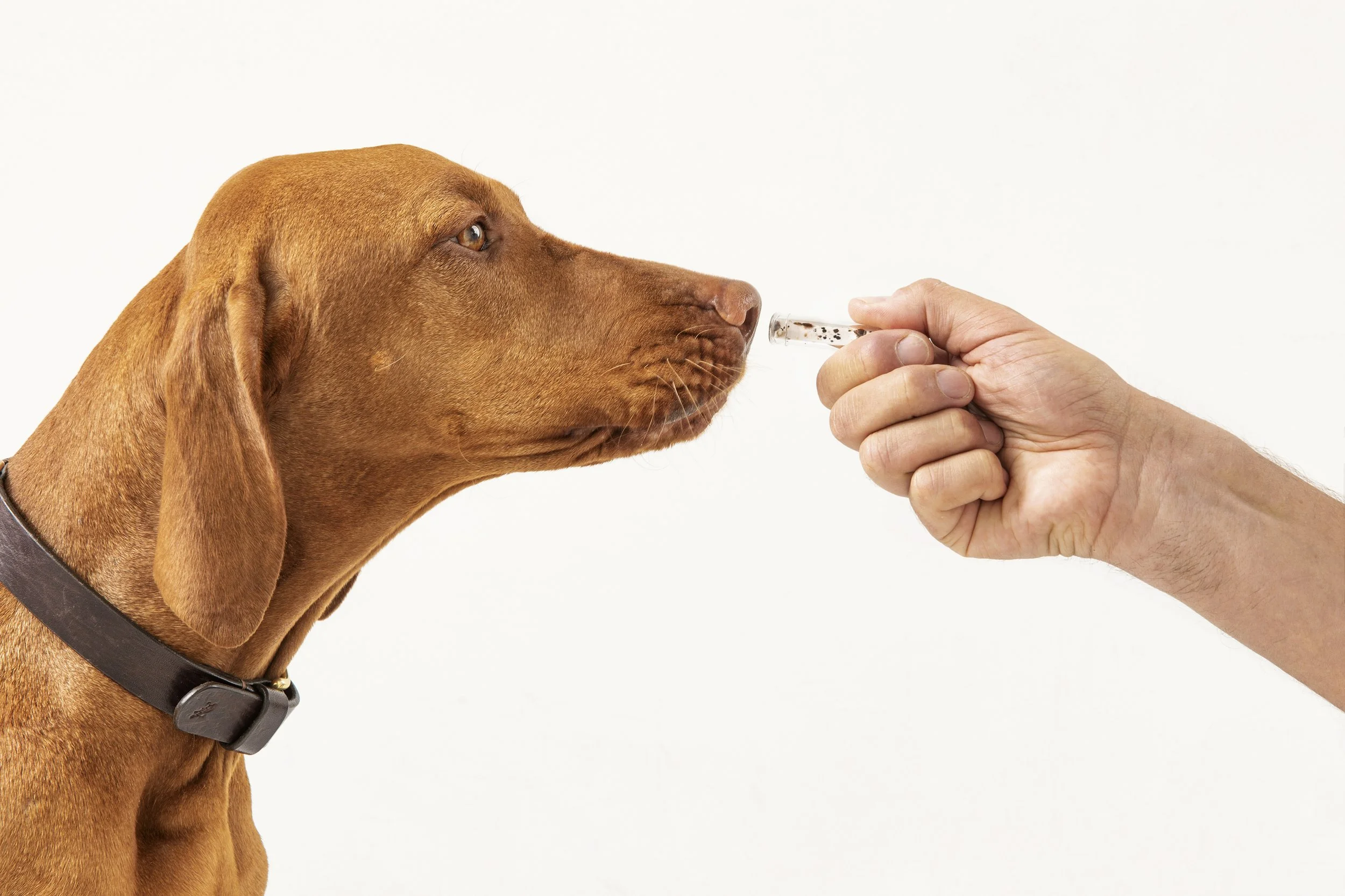 Der Bettwanzen-Spürhund Cappy zeigt Bettwanzen in einem Übungsröhrchen an.