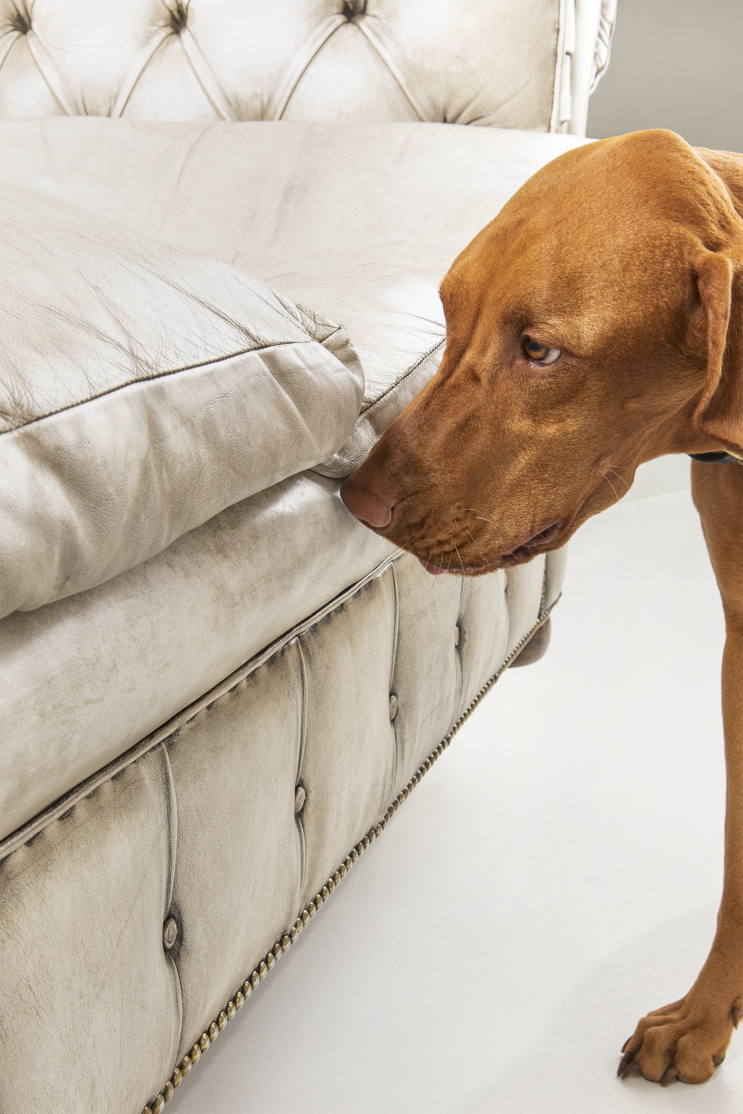 Der Bettwanzen-Spürhund Cappy bei der Absuche eines Sofas.